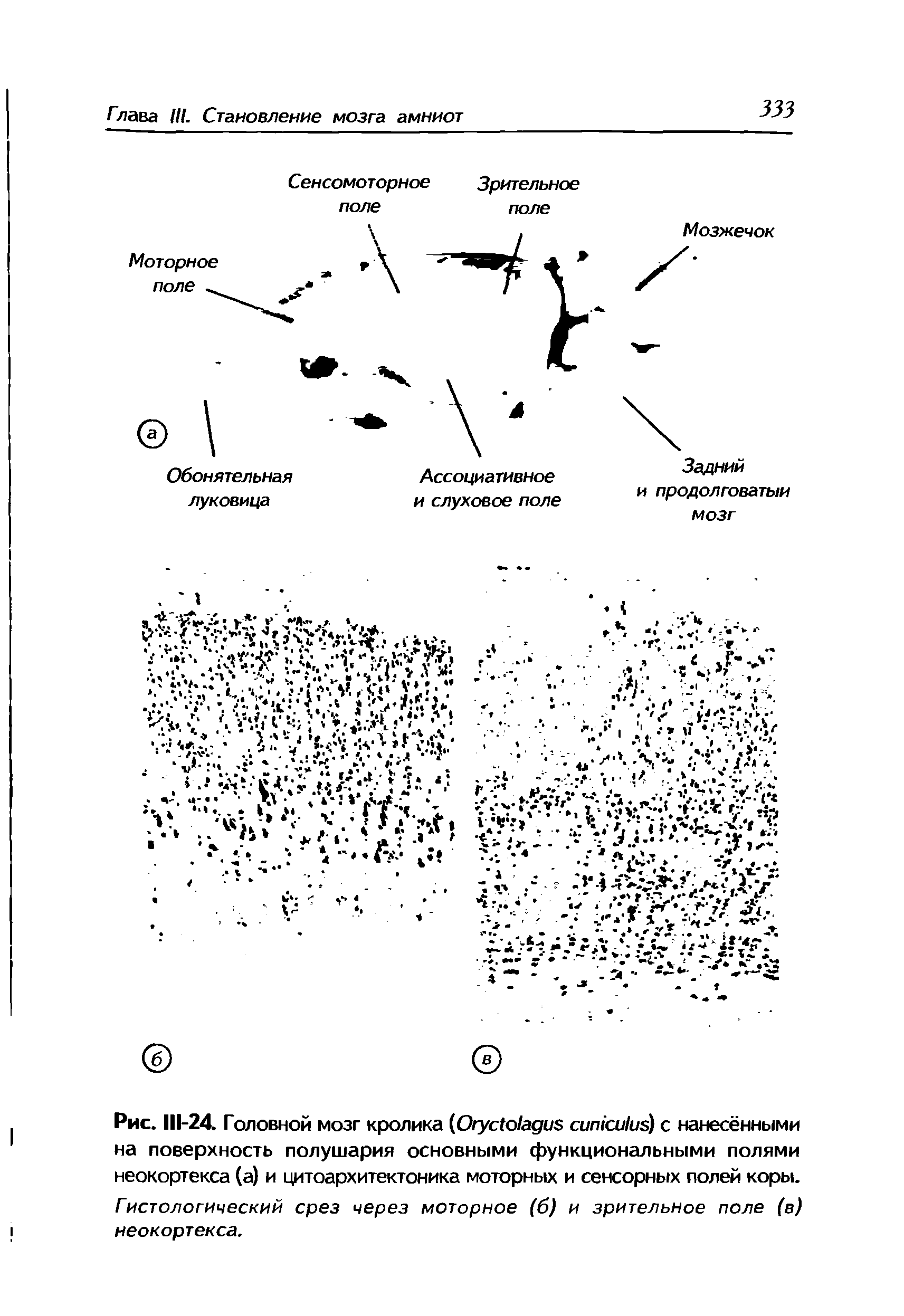 Рис. Ш-24. Головной мозг кролика (ОгусЮ/адиз сип1си1и ) с нанесёнными на поверхность полушария основными функциональными полями неокортекса (а) и цитоархитектоника моторных и сенсорных полей коры.