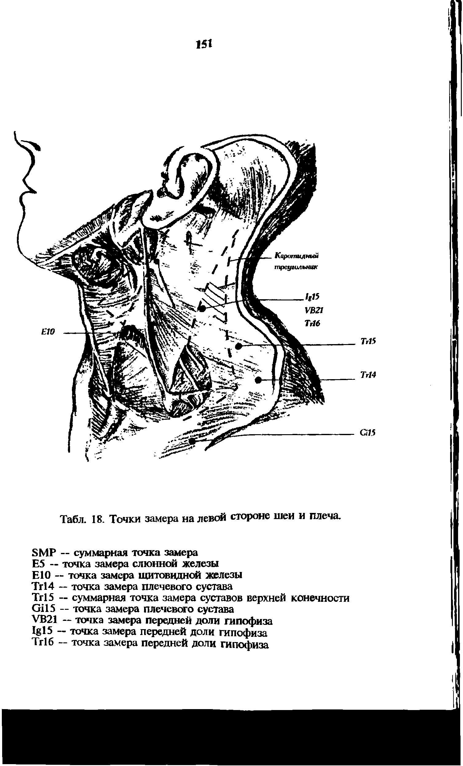 Табл. 18. Точки замера на левой стороне шеи и плеча.