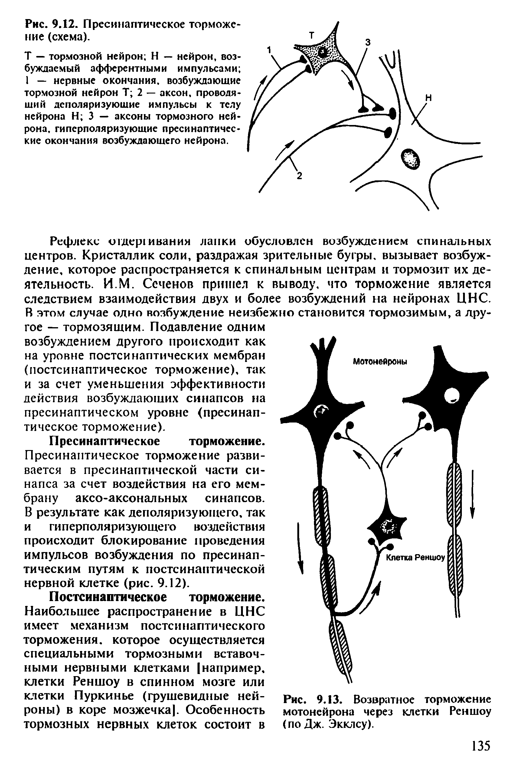 Рис. 9.13. Возвратное торможение мотонейрона через клетки Реншоу (по Дж. Экклсу).