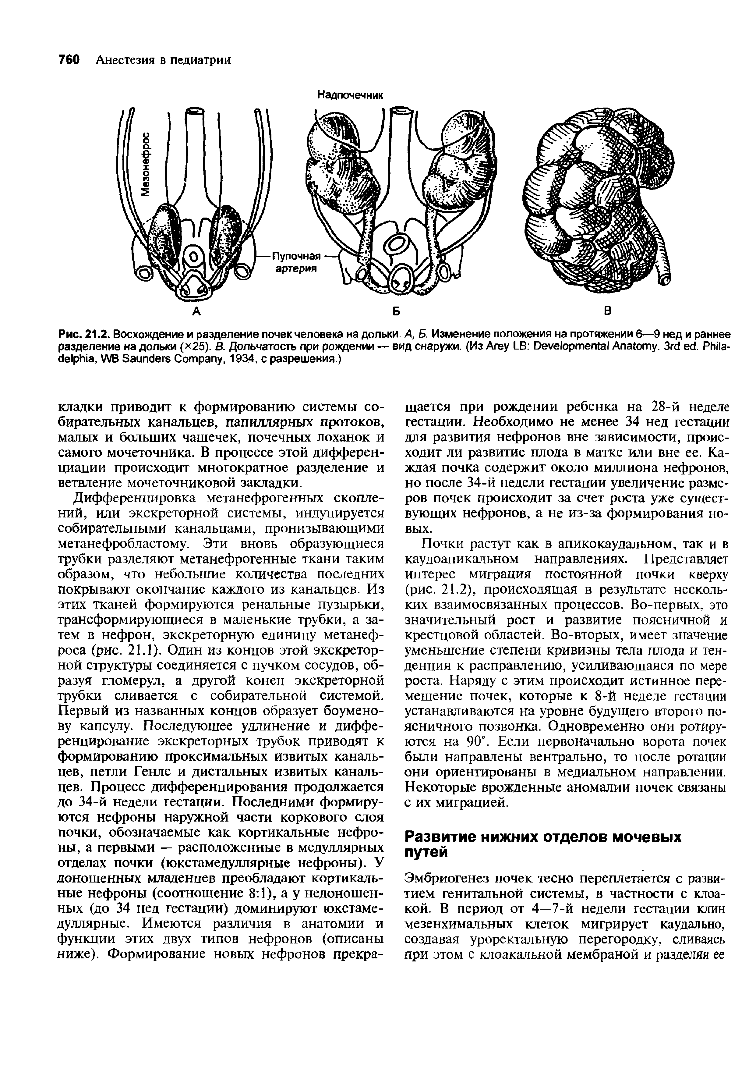 Рис. 21.2. Восхождение и разделение почек человека на дольки. А, Б. Изменение положения на протяжении 6—9 нед и раннее разделение на дольки ( 25). В. Дольчатость при рождении — вид снаружи. (Из Агеу LB D A . 3 . P , WB S C , 1934, с разрешения.)...