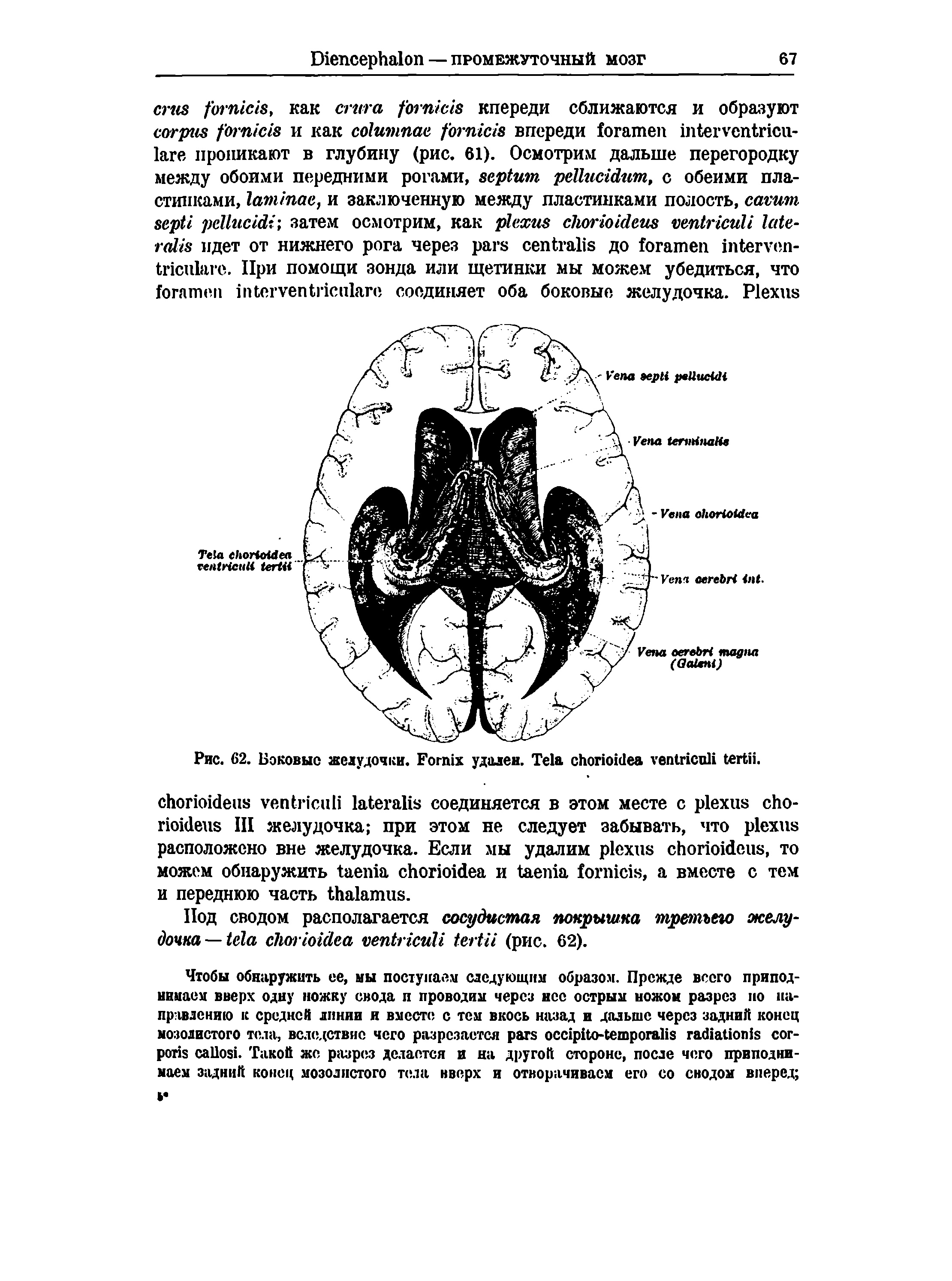 Рис. 62. Боковые желудочки. F удален. T .