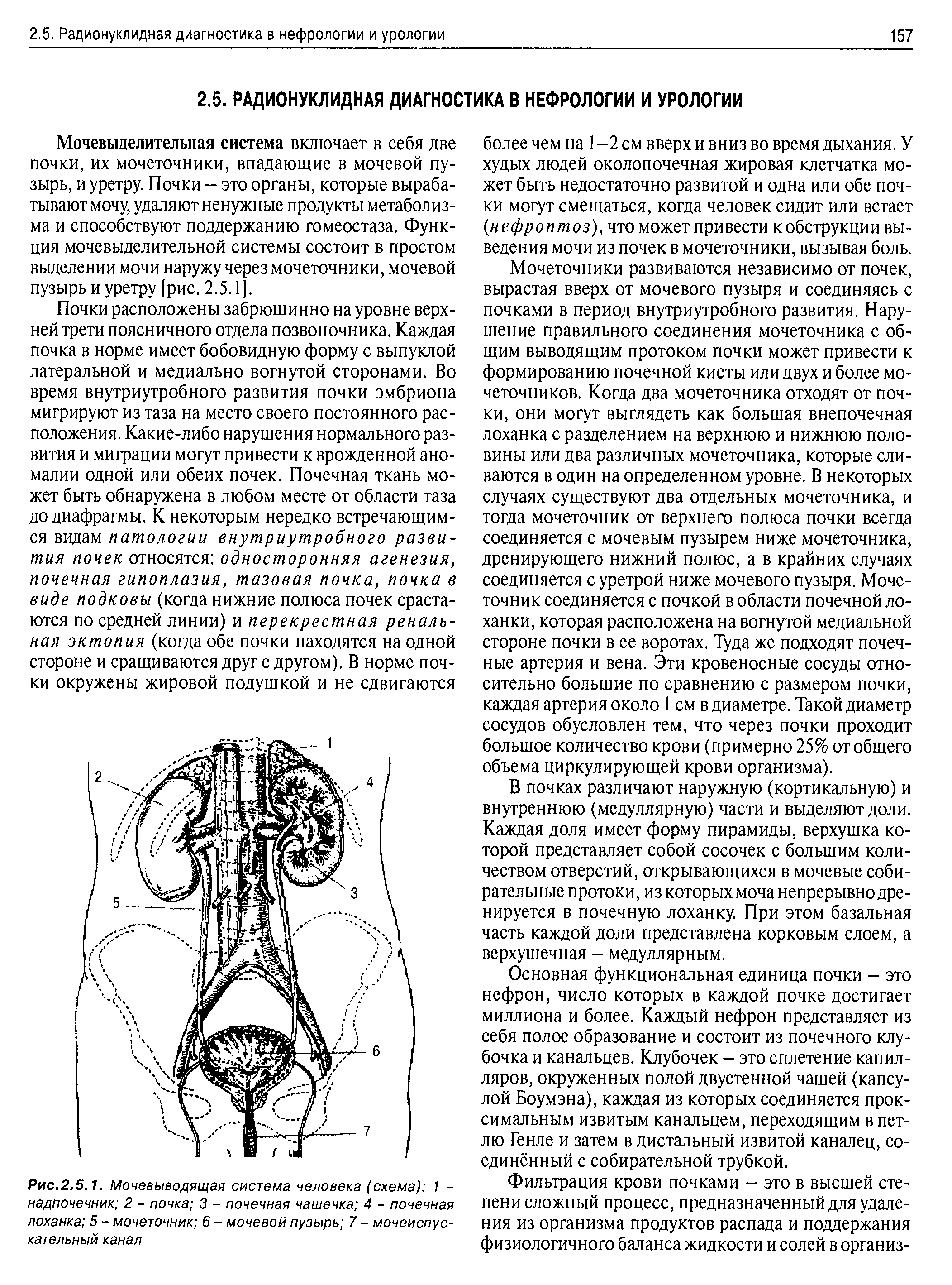 Рис.2.5.1. Мочевыводящая система человека (схема) 1 -надпочечник 2 - почка 3 - почечная чашечка 4 - почечная лоханка 5 - мочеточник 6 - мочевой пузырь 7 - мочеиспускательный канал...