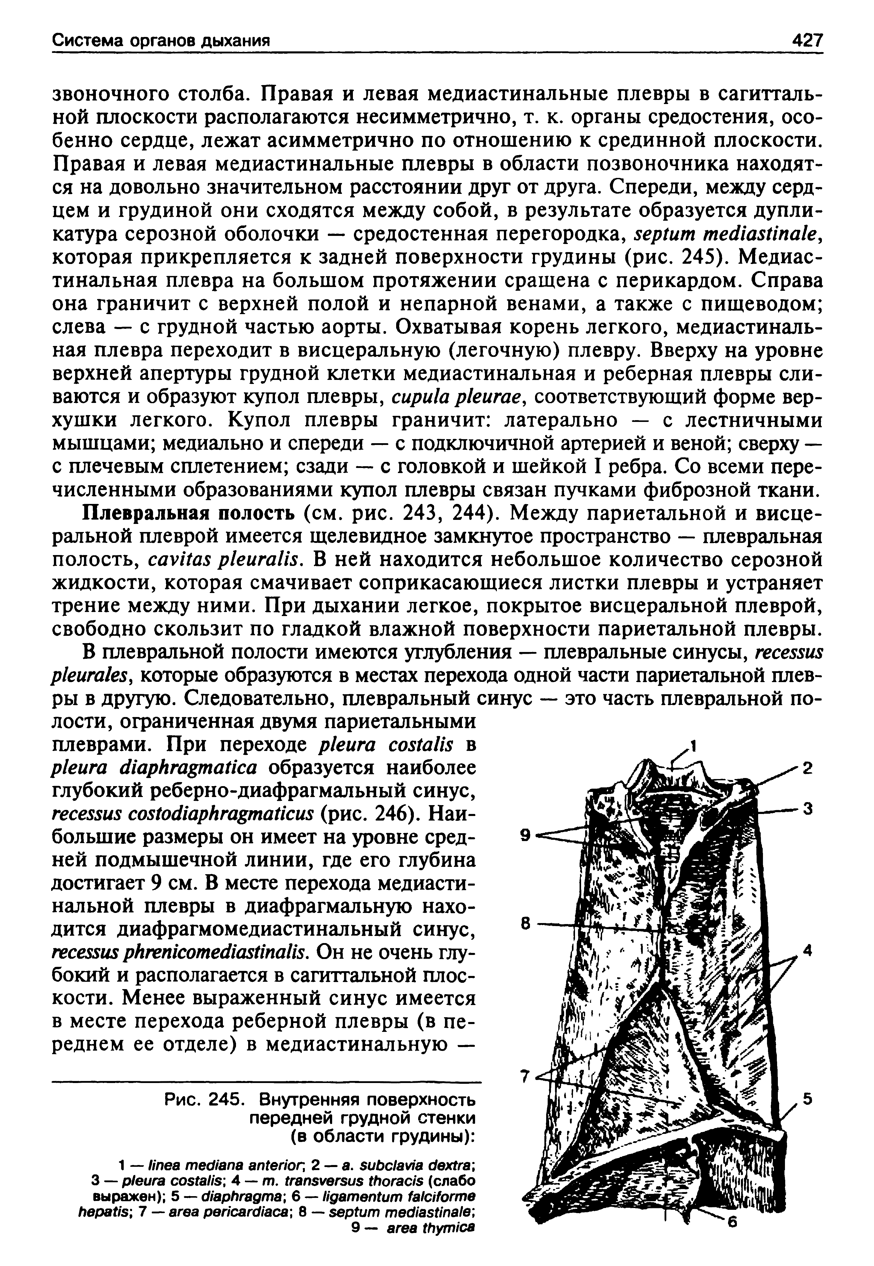 Рис. 245. Внутренняя поверхность передней грудной стенки (в области грудины) ...