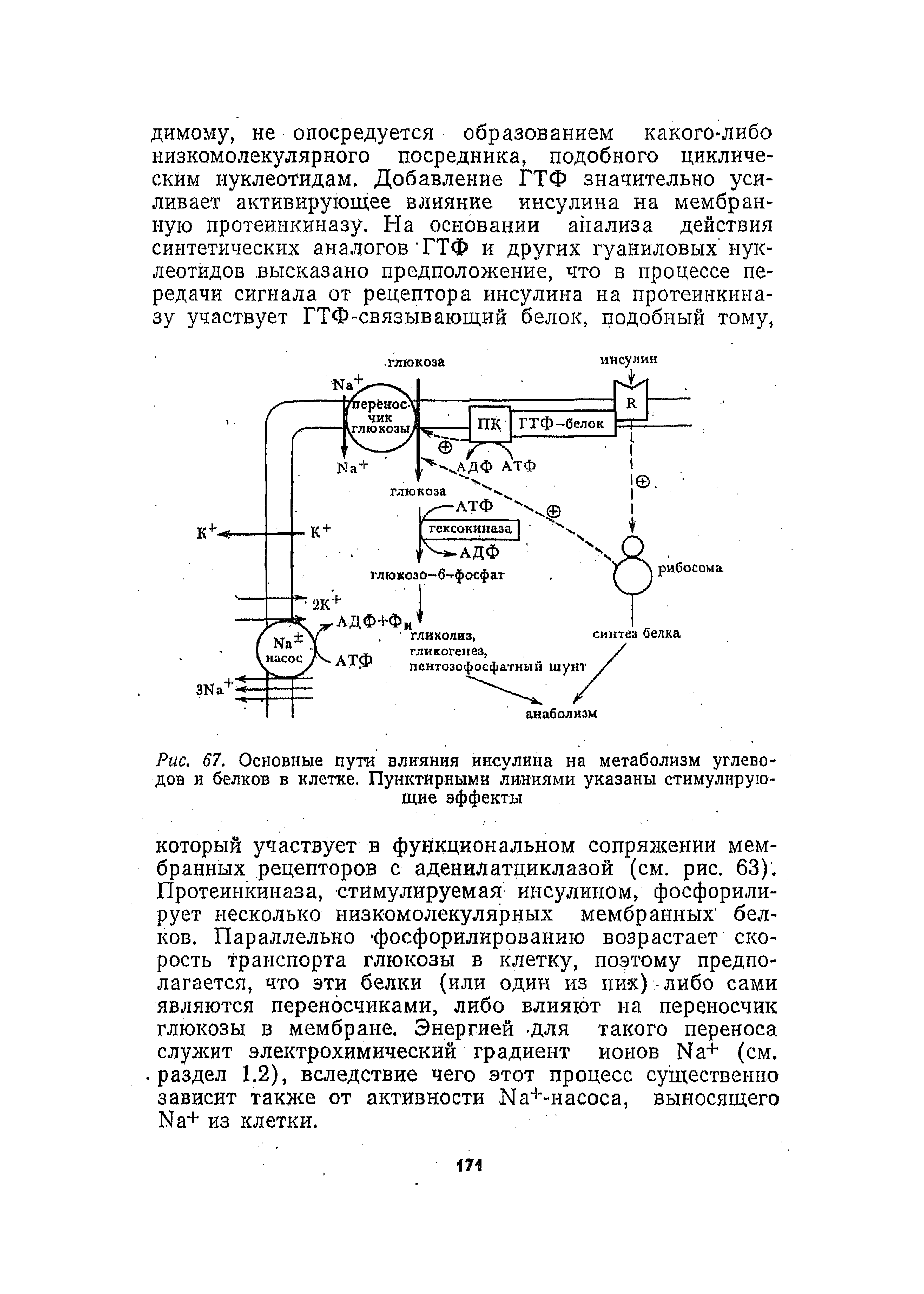 Рис. 67. Основные пути влияния инсулина на метаболизм углеводов и белков в клетке. Пунктирными линиями указаны стимулирующие эффекты...