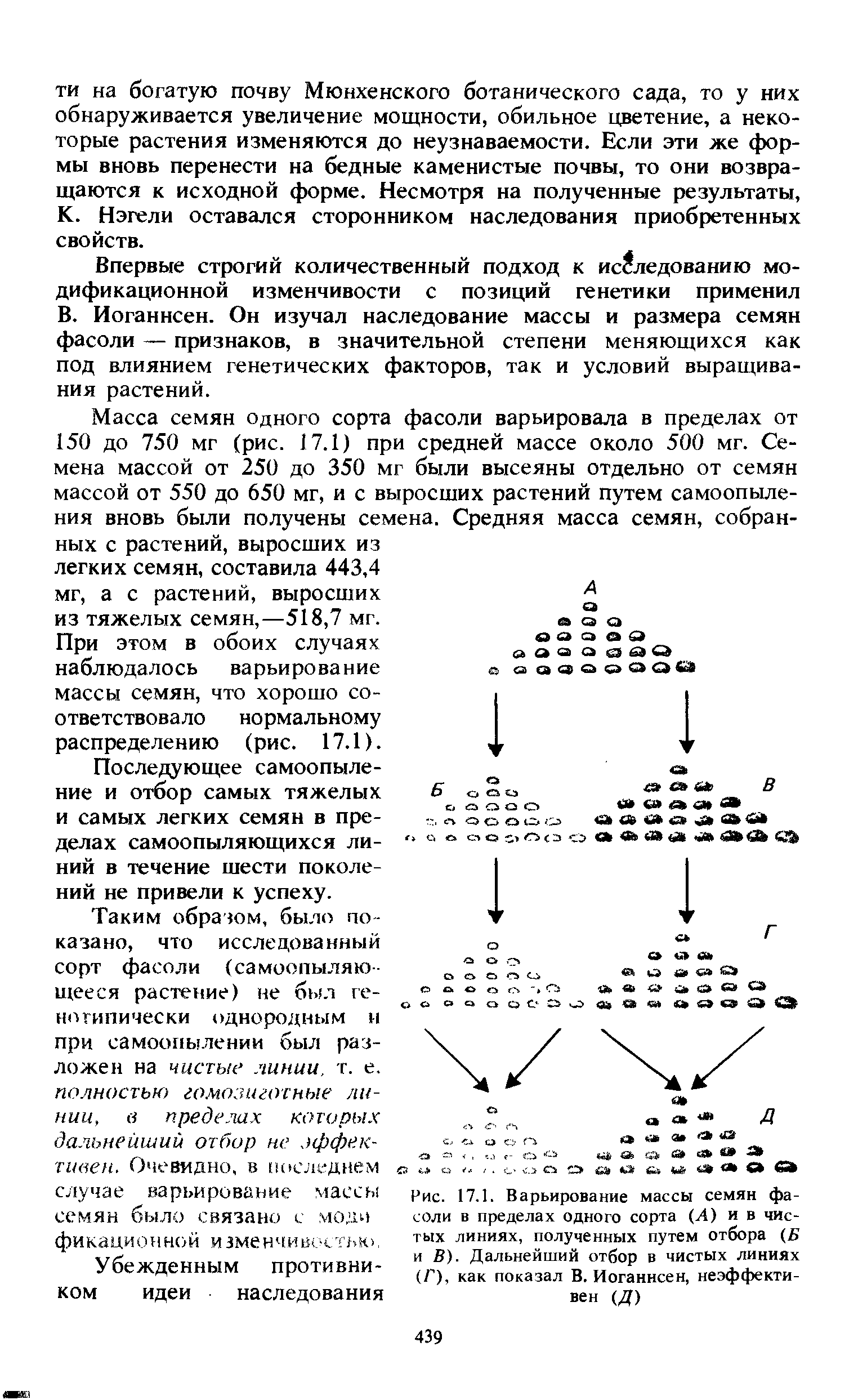 Рис. 17.1. Варьирование массы семян фасоли в пределах одного сорта (Л) и в чистых линиях, полученных путем отбора (Б и В). Дальнейший отбор в чистых линиях (Г), как показал В. Иоганнсен, неэффективен (Д)...