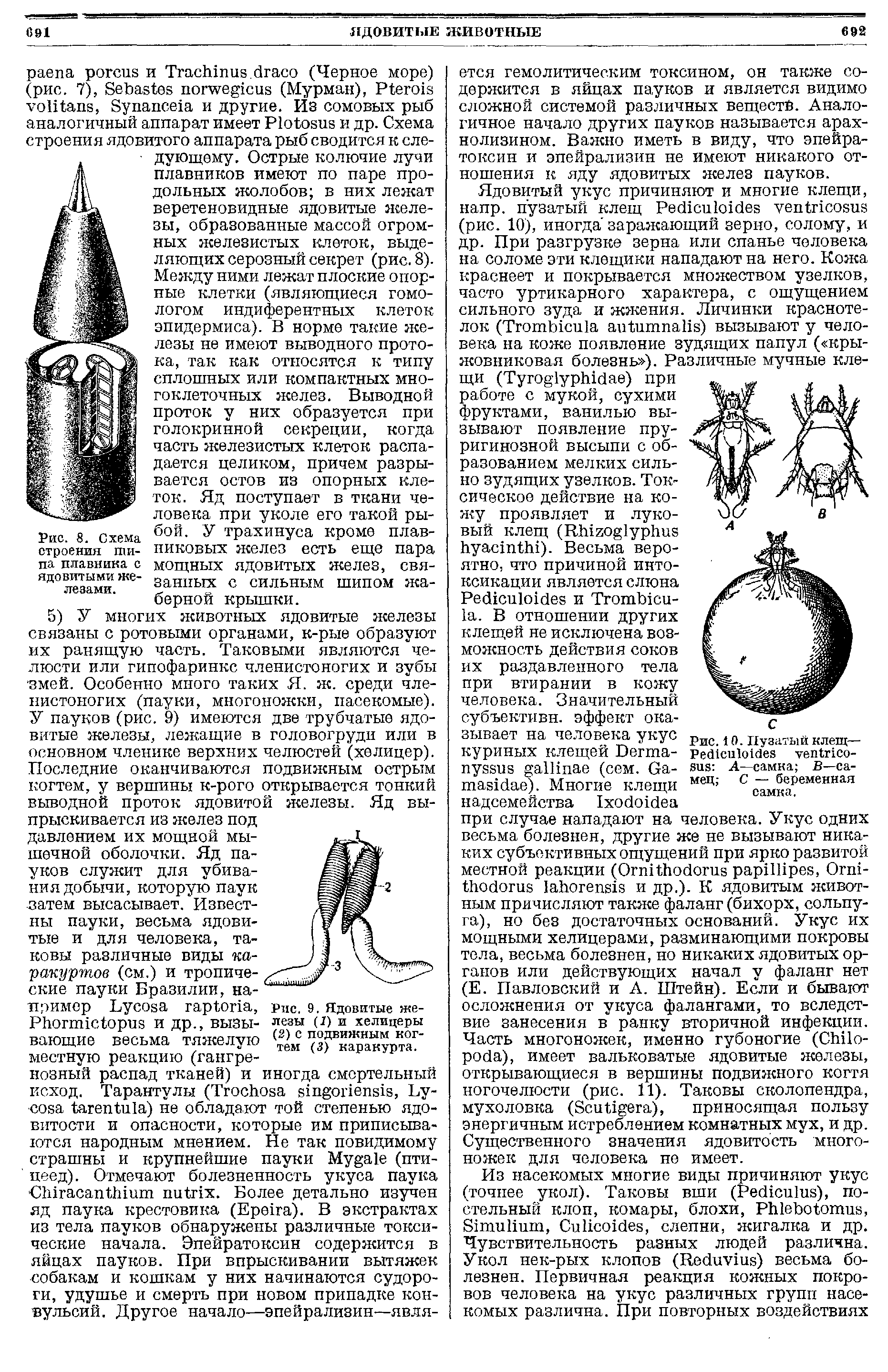 Рис. 9. Ядовитые железы (Г) и хелицеры (2) с подвижным когтем (3) каракурта.