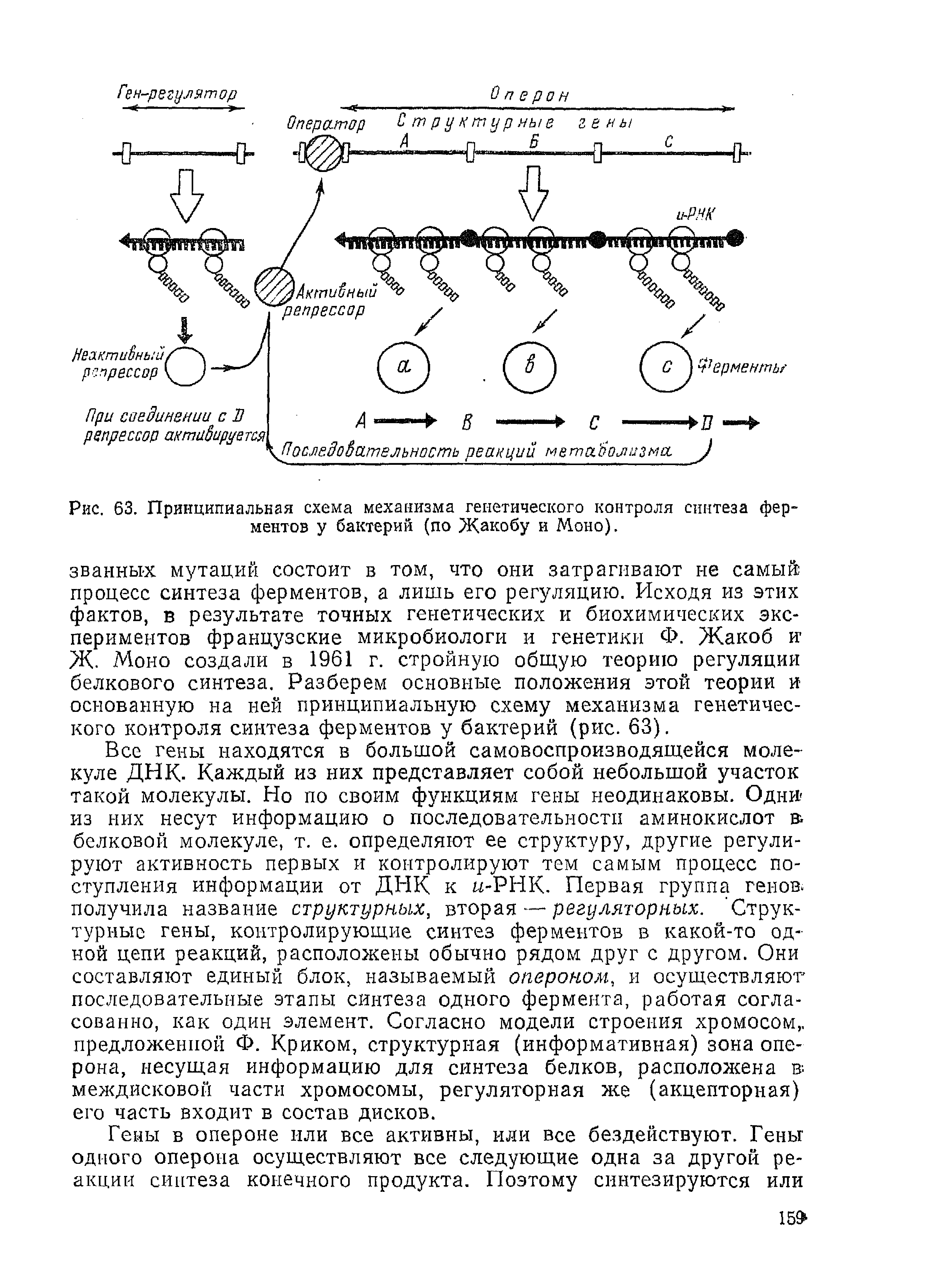 Рис. 63. Принципиальная схема механизма генетического контроля синтеза ферментов у бактерий (по Жакобу и Моно).