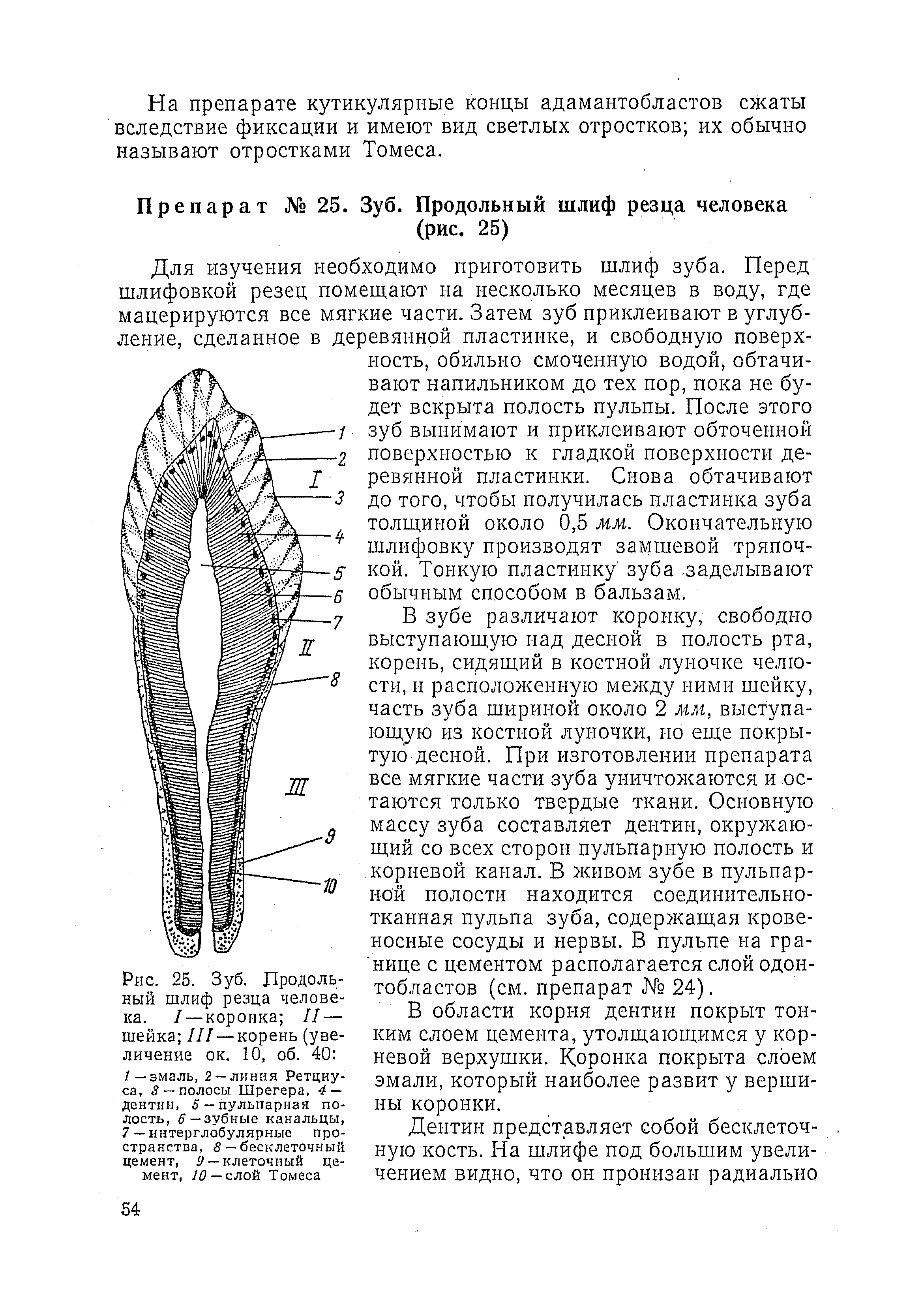 Рис. 25. Зуб. Продольный шлиф резца человека. I — коронка II — шейка III — корень (увеличение ок. 10, об. 40 /—эмаль, 2 —линия Ретциуса, 3 — полосы Шрегера, 4 — дентин, 5 -пульпарная полость, 6 — зубные канальцы, 7 — интерглобулярные пространства, 8 — бесклеточный цемент, 9 — клеточный цемент, 10 — слой Томеса...