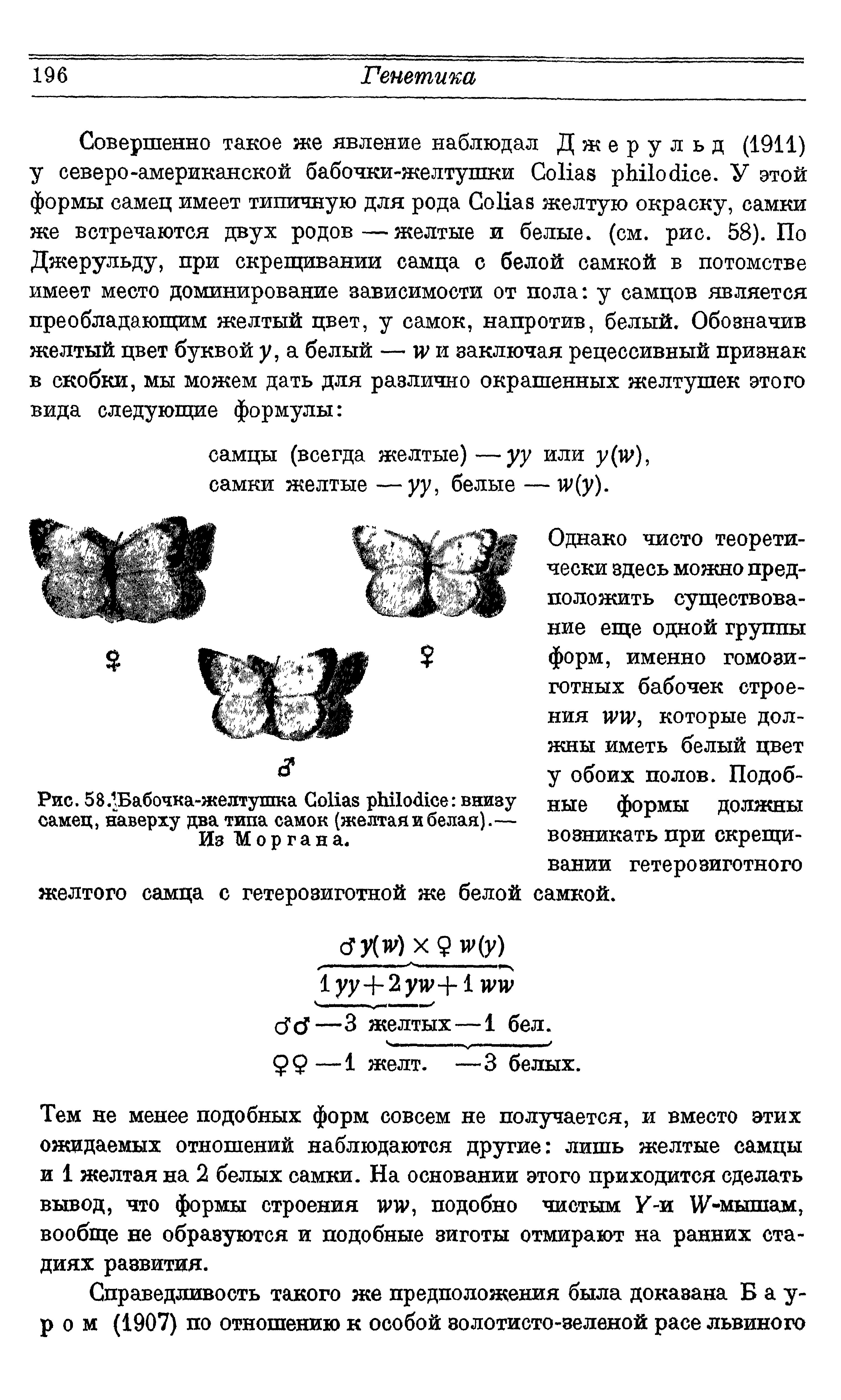 Рис. 5 8/Бабочка-желтушка СоНай рЪПо се внизу самец, наверху два типа самок (желтаяи белая).— Из Моргана.