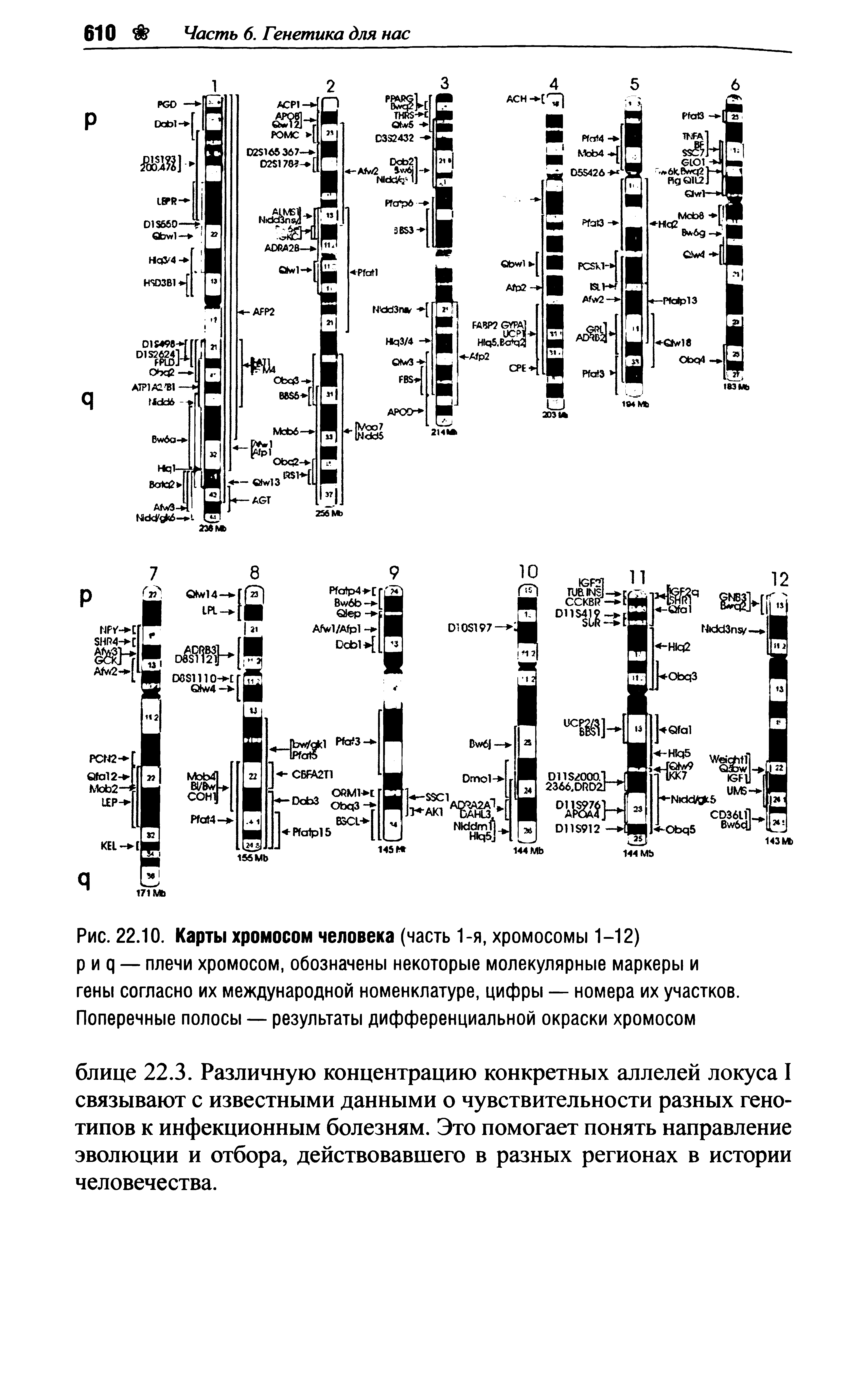 Рис. 22.10. Карты хромосом человека (часть 1-я, хромосомы 1-12) р и я — плечи хромосом, обозначены некоторые молекулярные маркеры и гены согласно их международной номенклатуре, цифры — номера их участков. Поперечные полосы — результаты дифференциальной окраски хромосом...