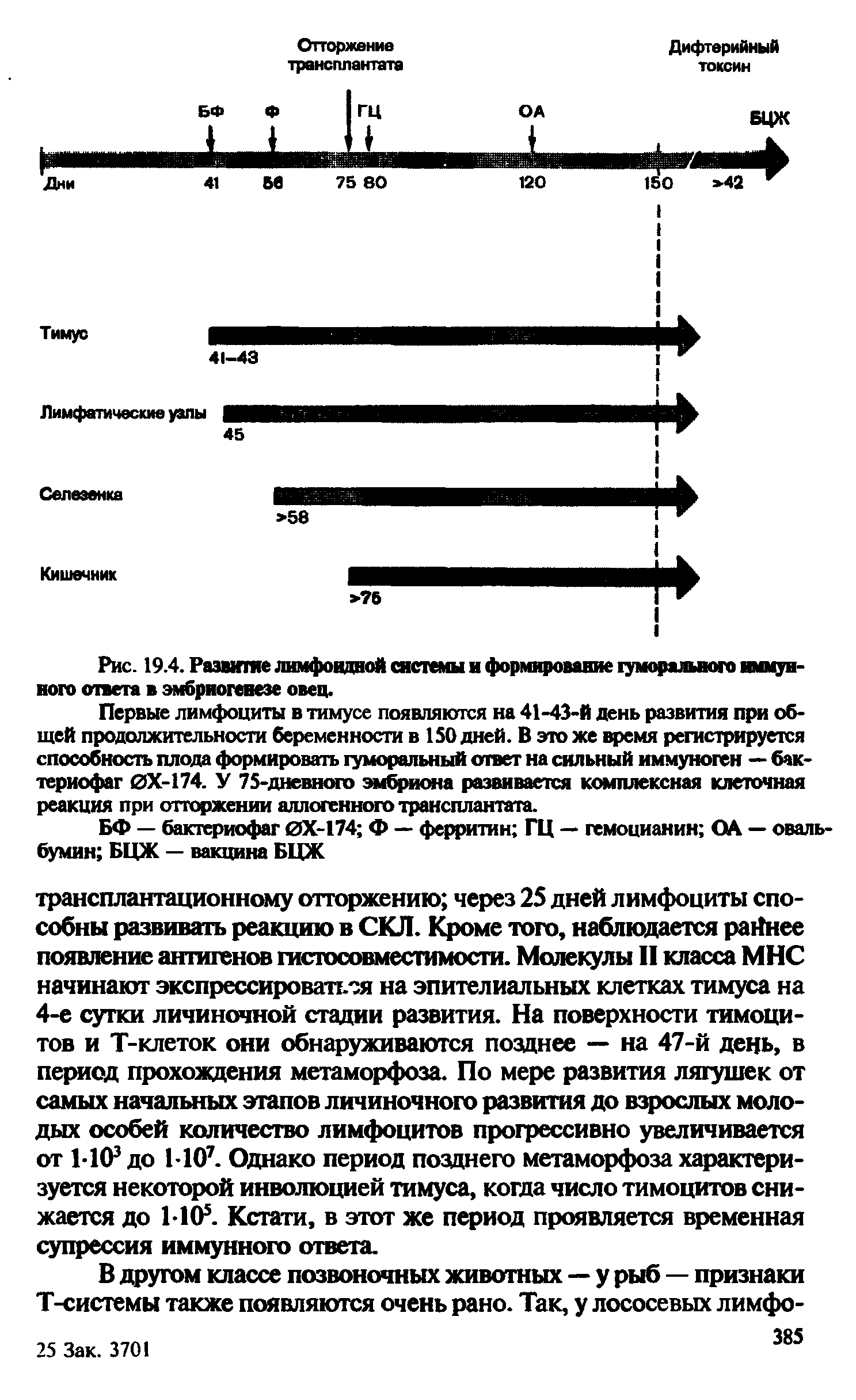 Рис. 19.4. Развитие лимфоидной системы и формирование гуморального иммунного ответа в эмбриогенезе овец.