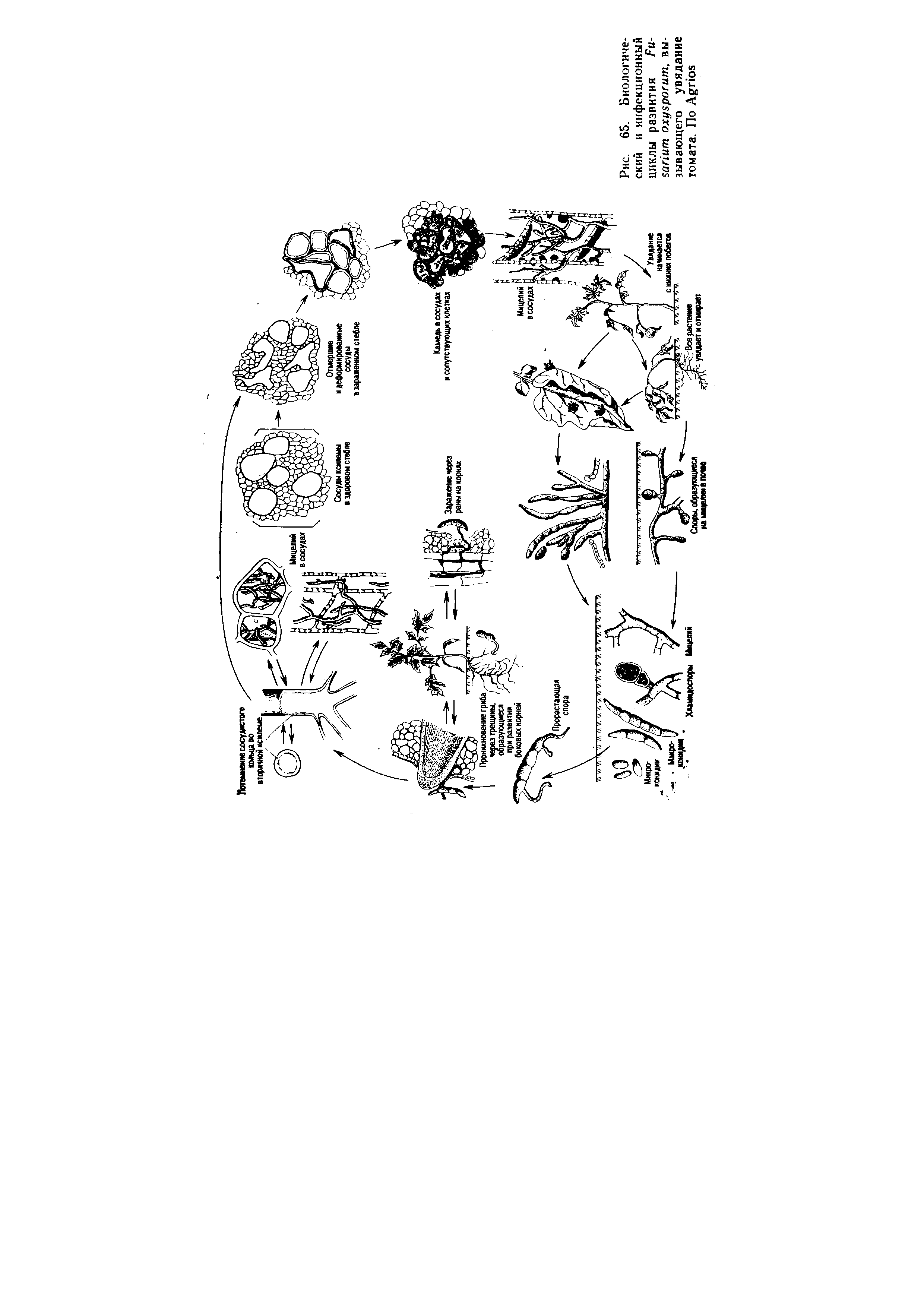 Рис. 65. Биологический и инфекционный циклы развития F , вызывающего увядание томата. По A ...