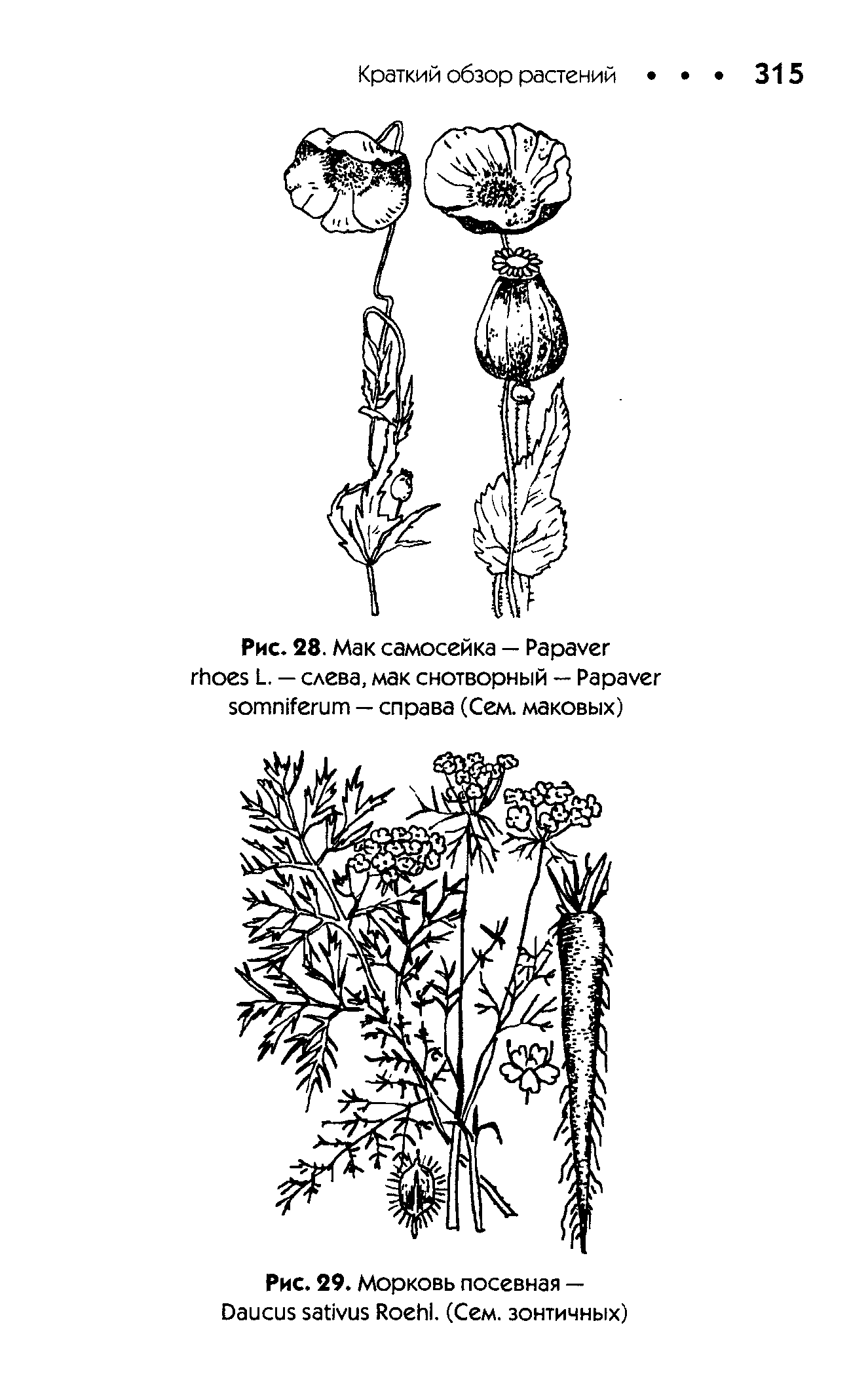 Рис. 29. Морковь посевная — D R . (Сем. зонтичных)...