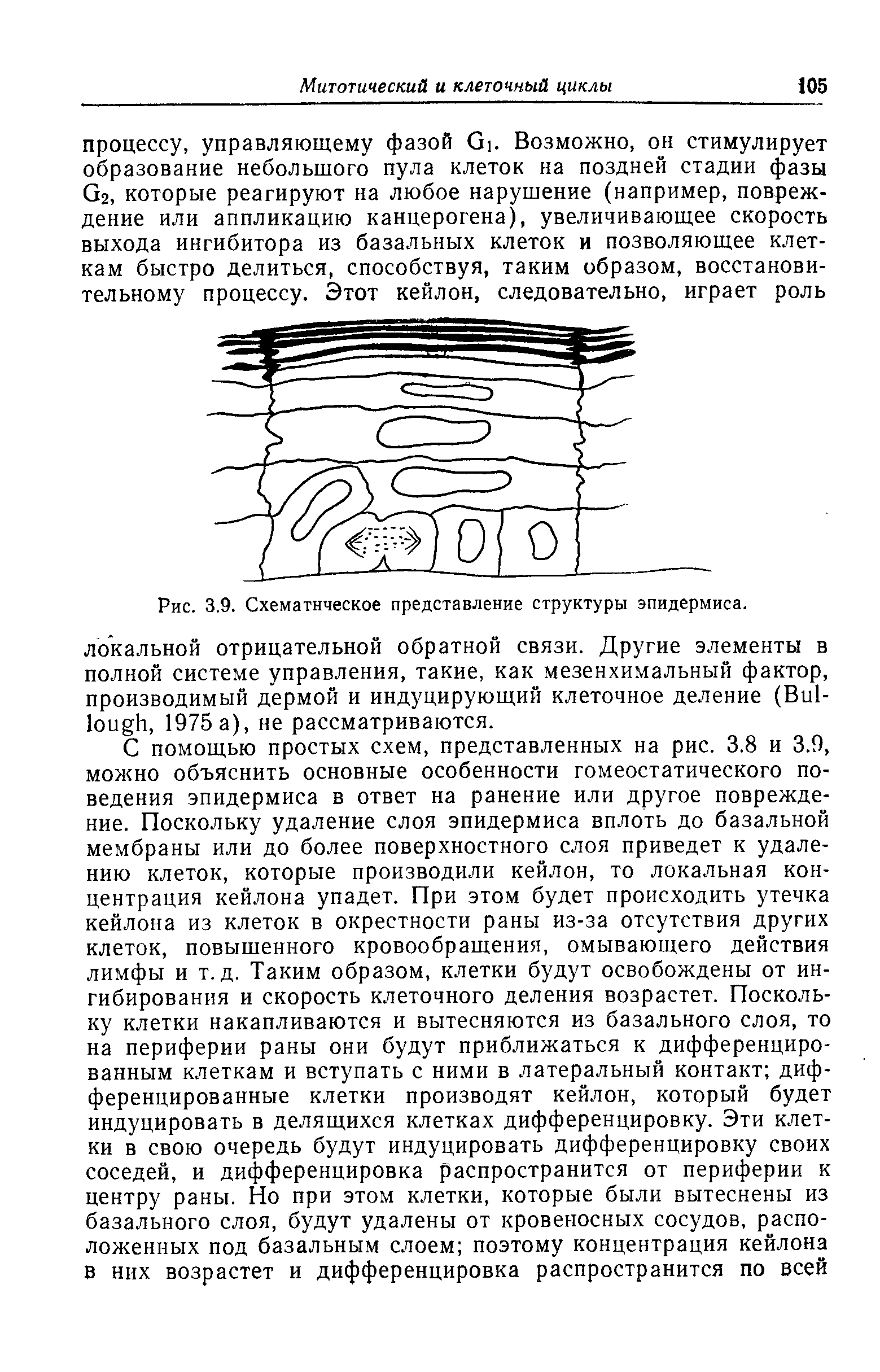 Рис. 3.9. Схематическое представление структуры эпидермиса, локальной отрицательной обратной связи. Другие элементы в полной системе управления, такие, как мезенхимальный фактор, производимый дермой и индуцирующий клеточное деление (Ви1-1ои Ъ, 1975 а), не рассматриваются.