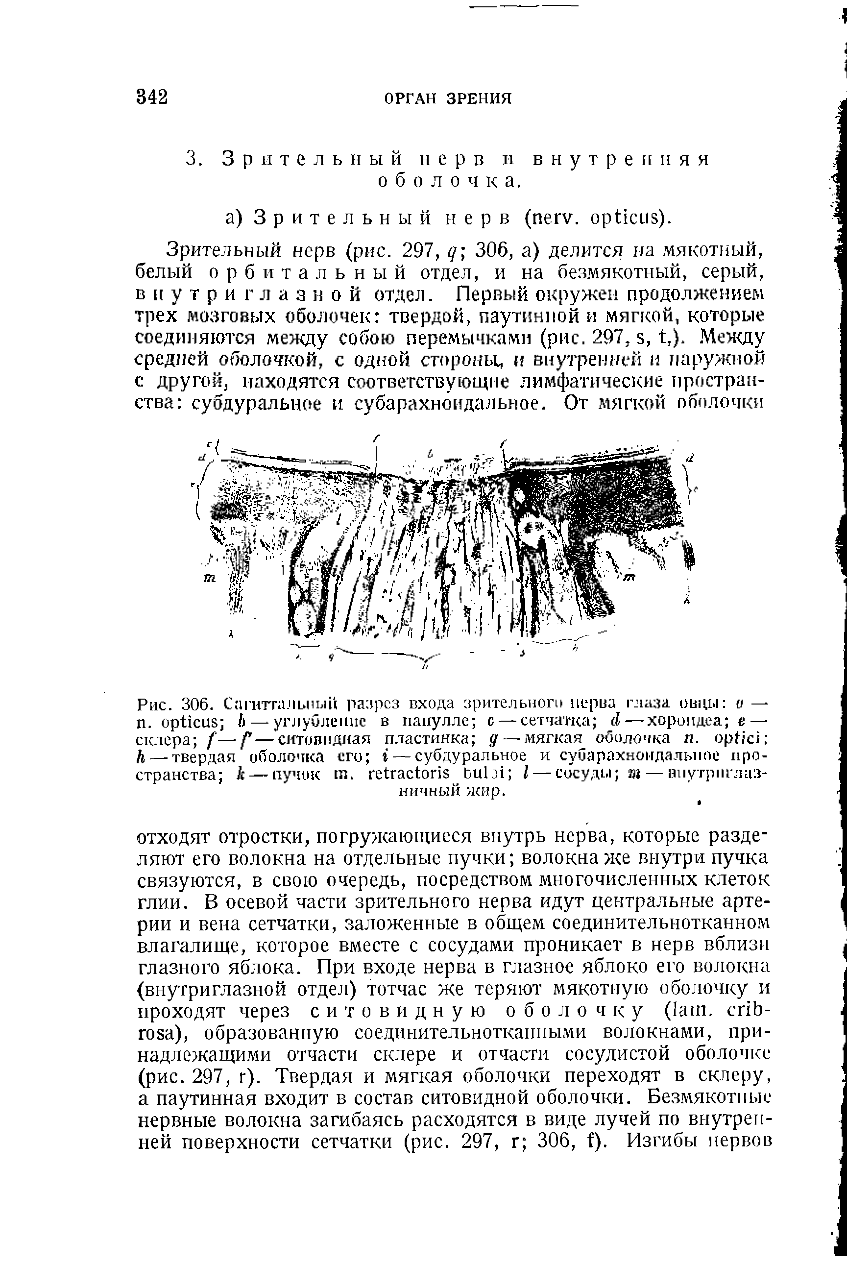 Рис. 306. Сагиттальный разрез входа зрительного нерва глаза овцы и — п. Ь — углубление в папулле с — сетчатка —хороидеа е — склера — — ситовидная пластинка д — мягкая оболочка . — твердая оболочка его — субдуральное и субарахноидальное пространства к— пучок . I — сосуды ш— впутрит л циничный жир.