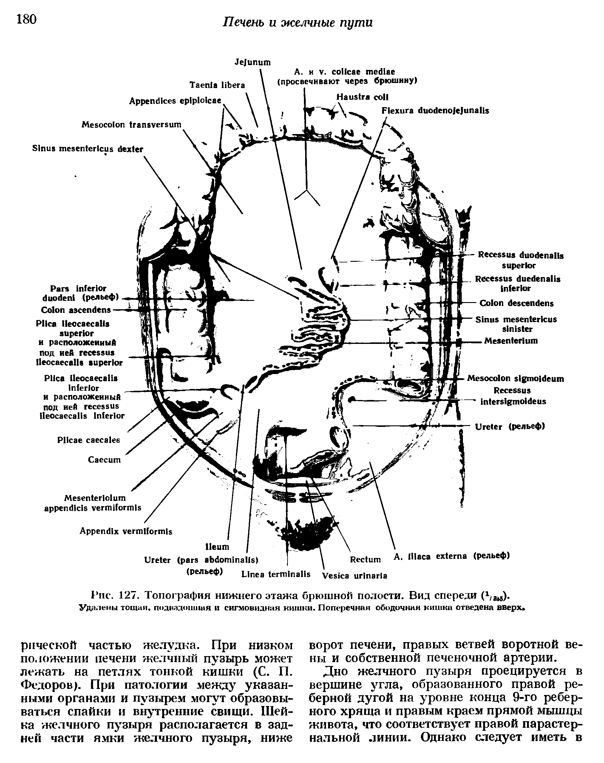Рис. 127. Топография нижнего этажа брюшной полости. Вид спереди (1 ац)-...
