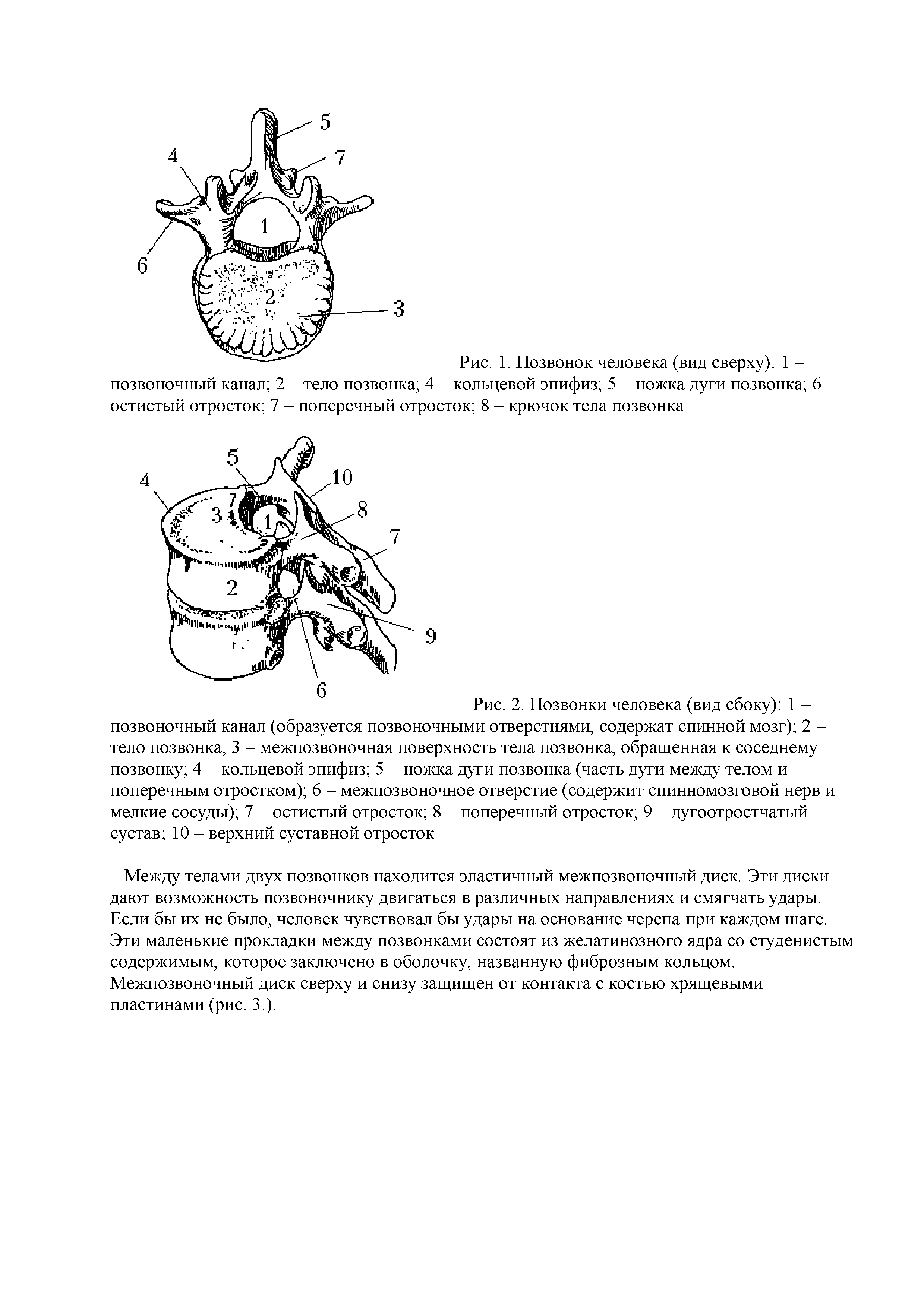 Рис. 1. Позвонок человека (вид сверху) 1 -позвоночный канал 2 - тело позвонка 4 - кольцевой эпифиз 5 - ножка дуги позвонка 6 -- поперечный отросток 8 - крючок тела позвонка...