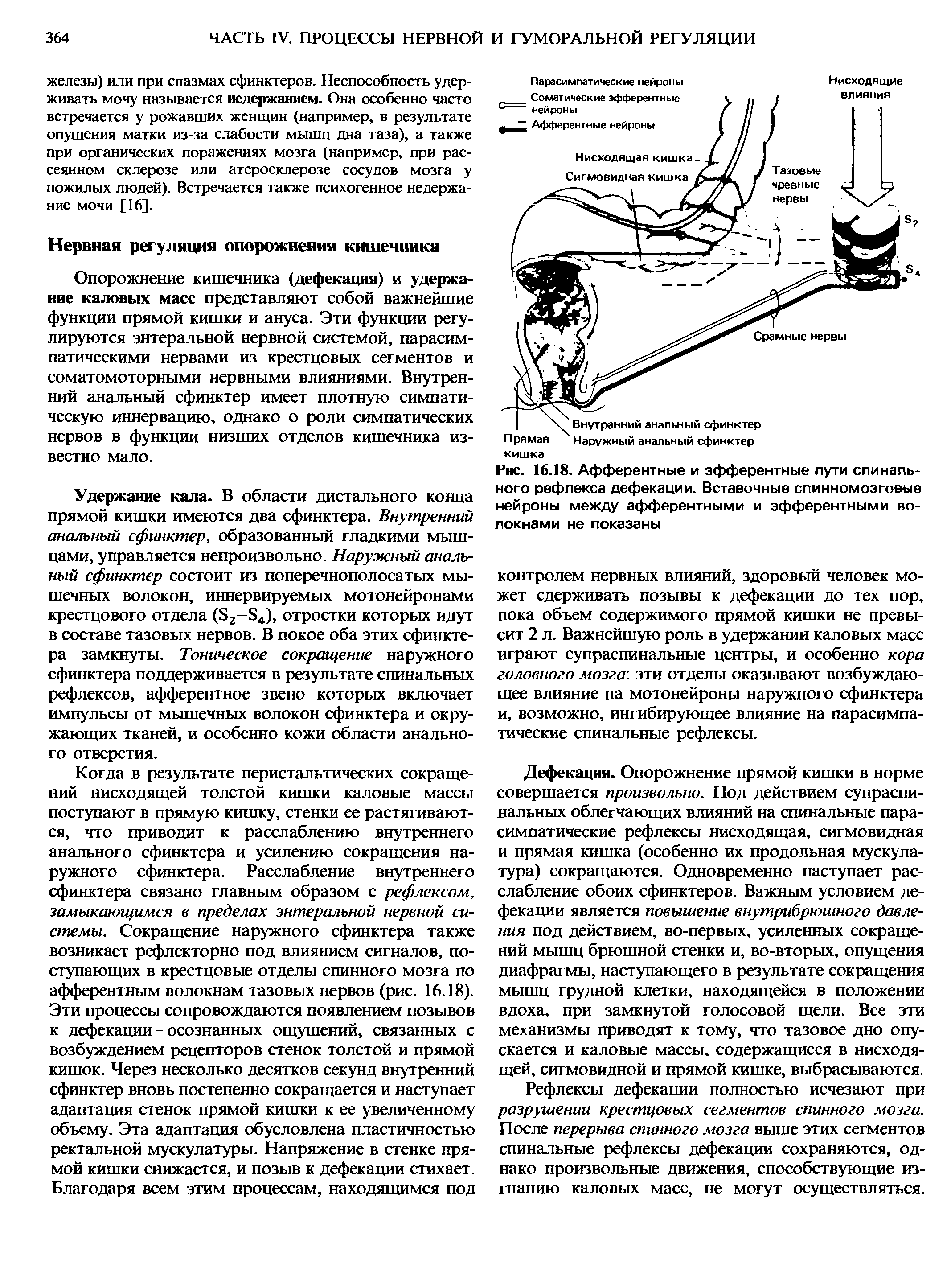 Рис. 16.18. Афферентные и эфферентные пути спинального рефлекса дефекации. Вставочные спинномозговые нейроны между афферентными и эфферентными во-...