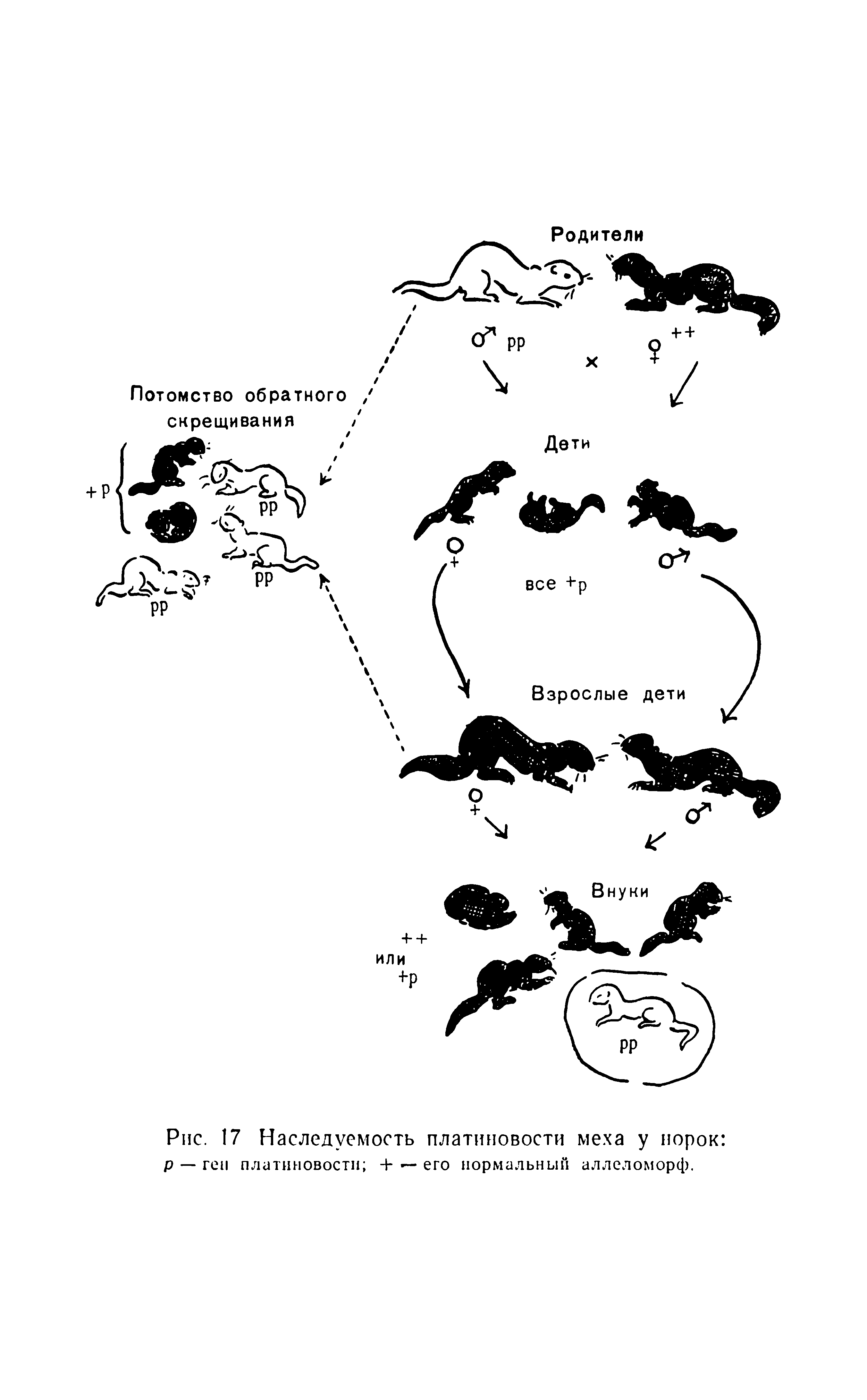 Рис. 17 Наследуемость платиновости меха у норок р — ген платиновости + — его нормальный аллеломорф.