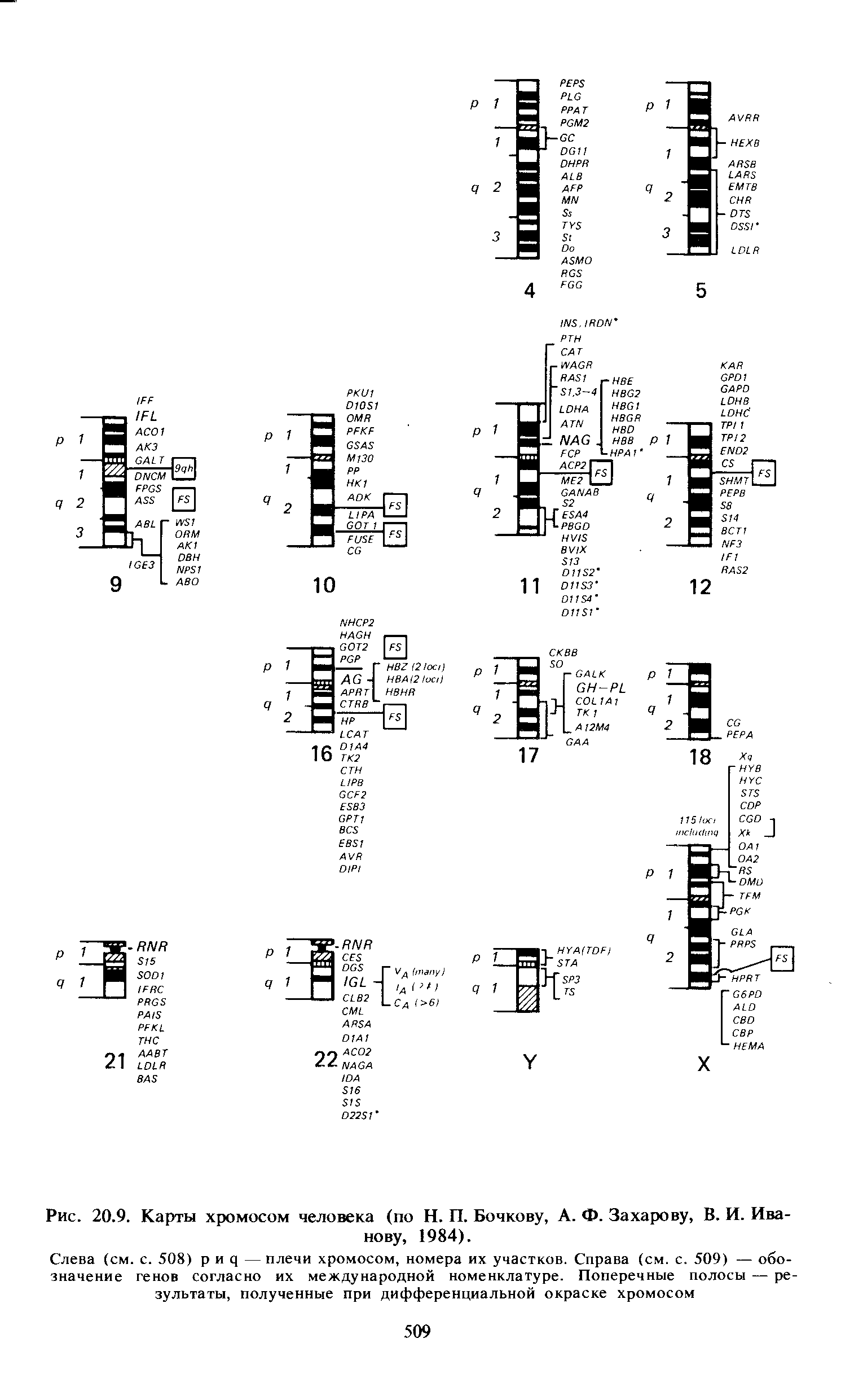 Рис. 20.9. Карты хромосом человека (по Н. П. Бочкову, А. Ф. Захарову, В. И. Иванову, 1984).