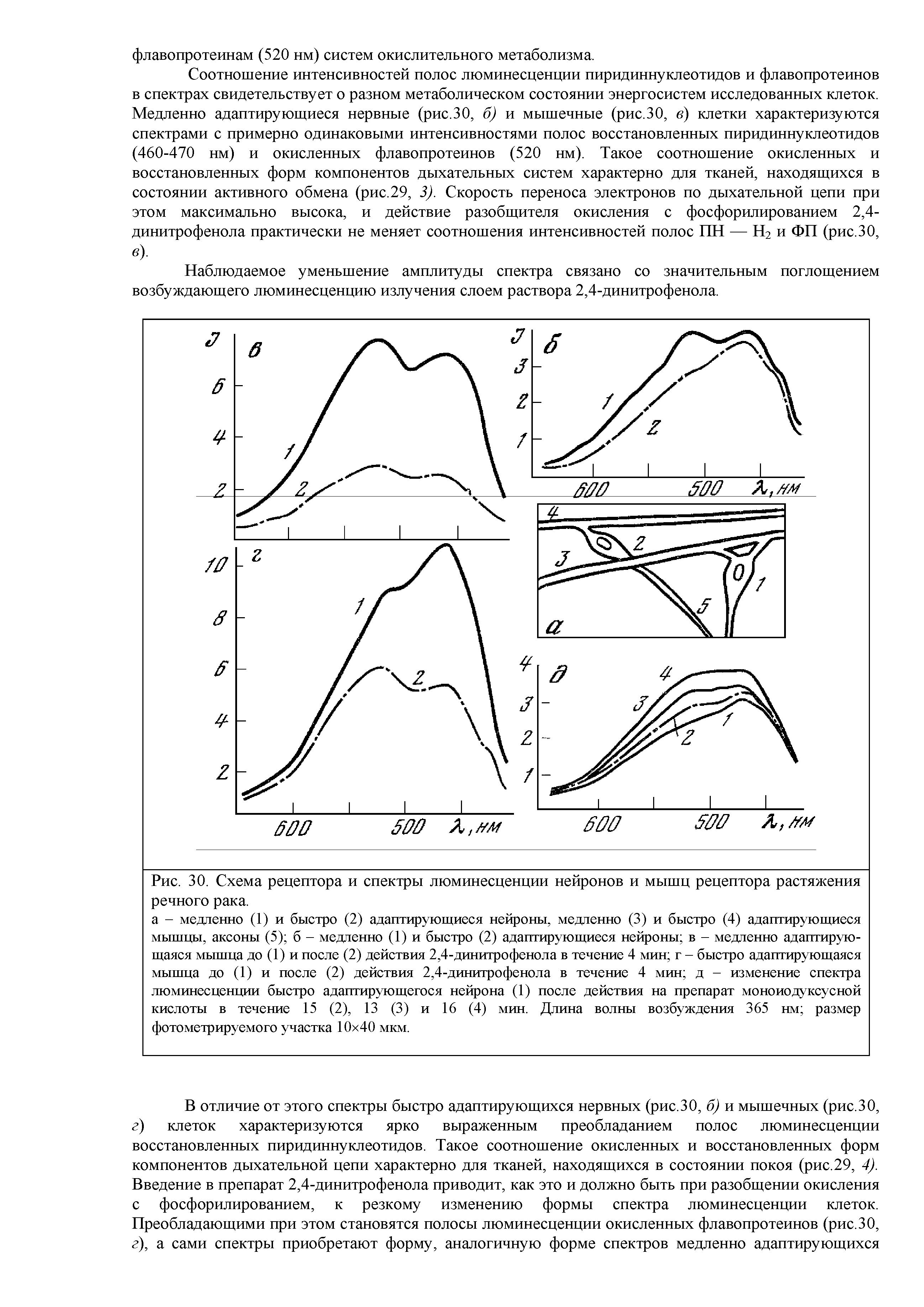 Рис. 30. Схема рецептора и спектры люминесценции нейронов и мышц рецептора растяжения речного рака.