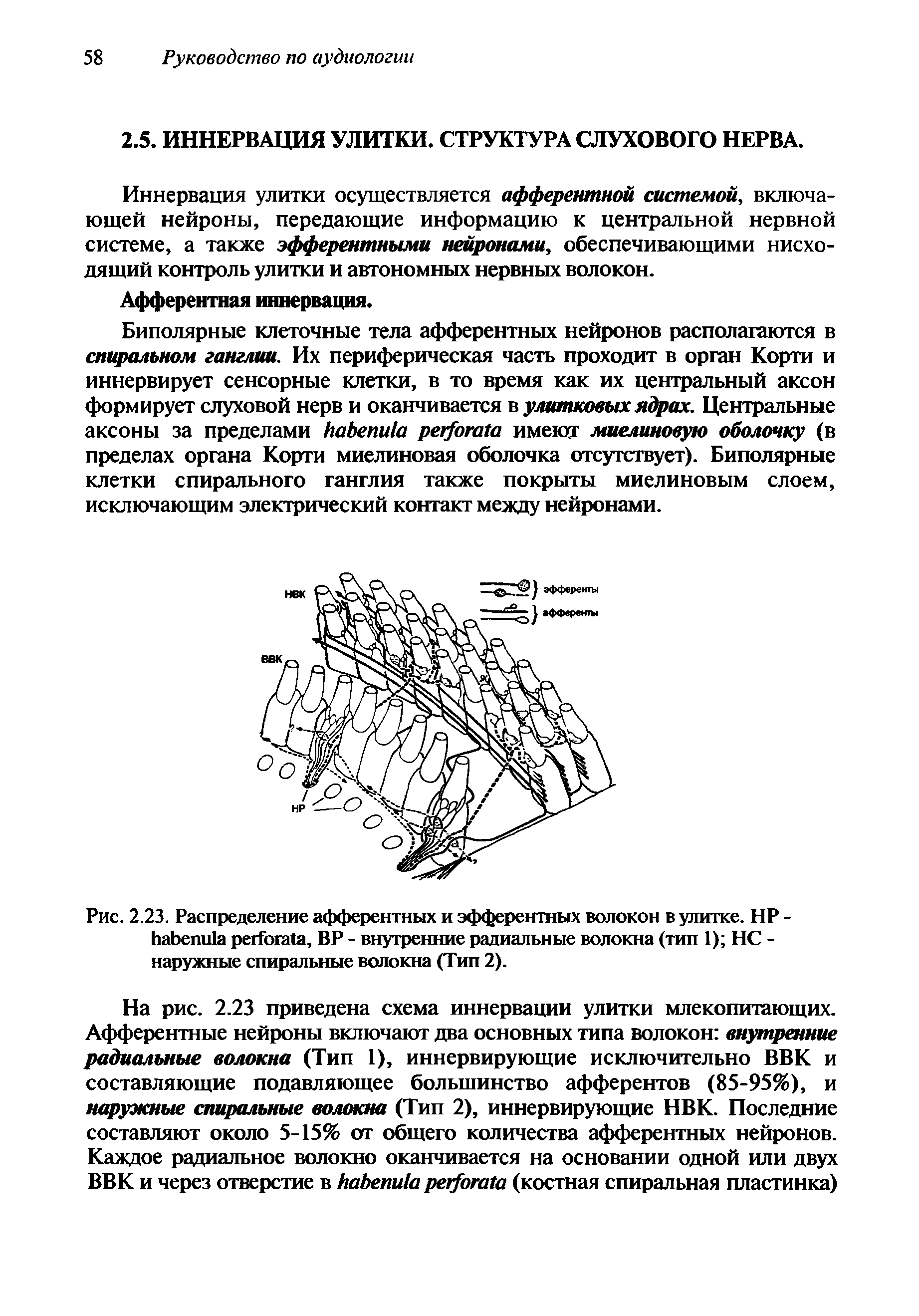 Рис. 2.23. Распределение афферентных и эфферентных волокон в улитке. HP - , BP - внутренние радиальные волокна (тип 1) НС -наружные спиральные волокна (Тип 2).