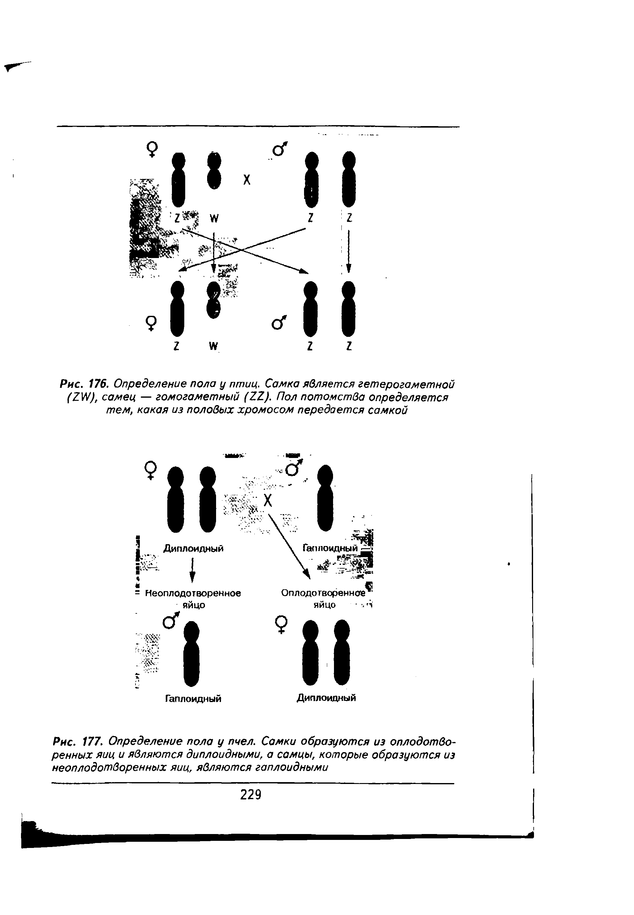 Рис. 176. Определение пола у птиц. Самка является гетерогаметной (2№), самец — гомогаметный (21). Пол потомства определяется тем, какая из половых хромосом передается самкой...