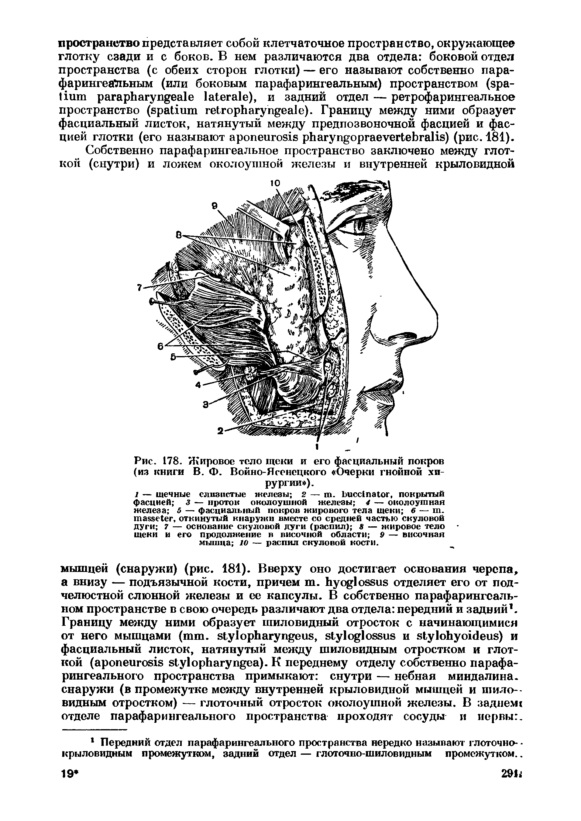 Рис. 178. Жировое тело щеки и его фасциальный покров (из книги В. Ф. Войно-Ясенецкого Очерки гнойной хирургии ).