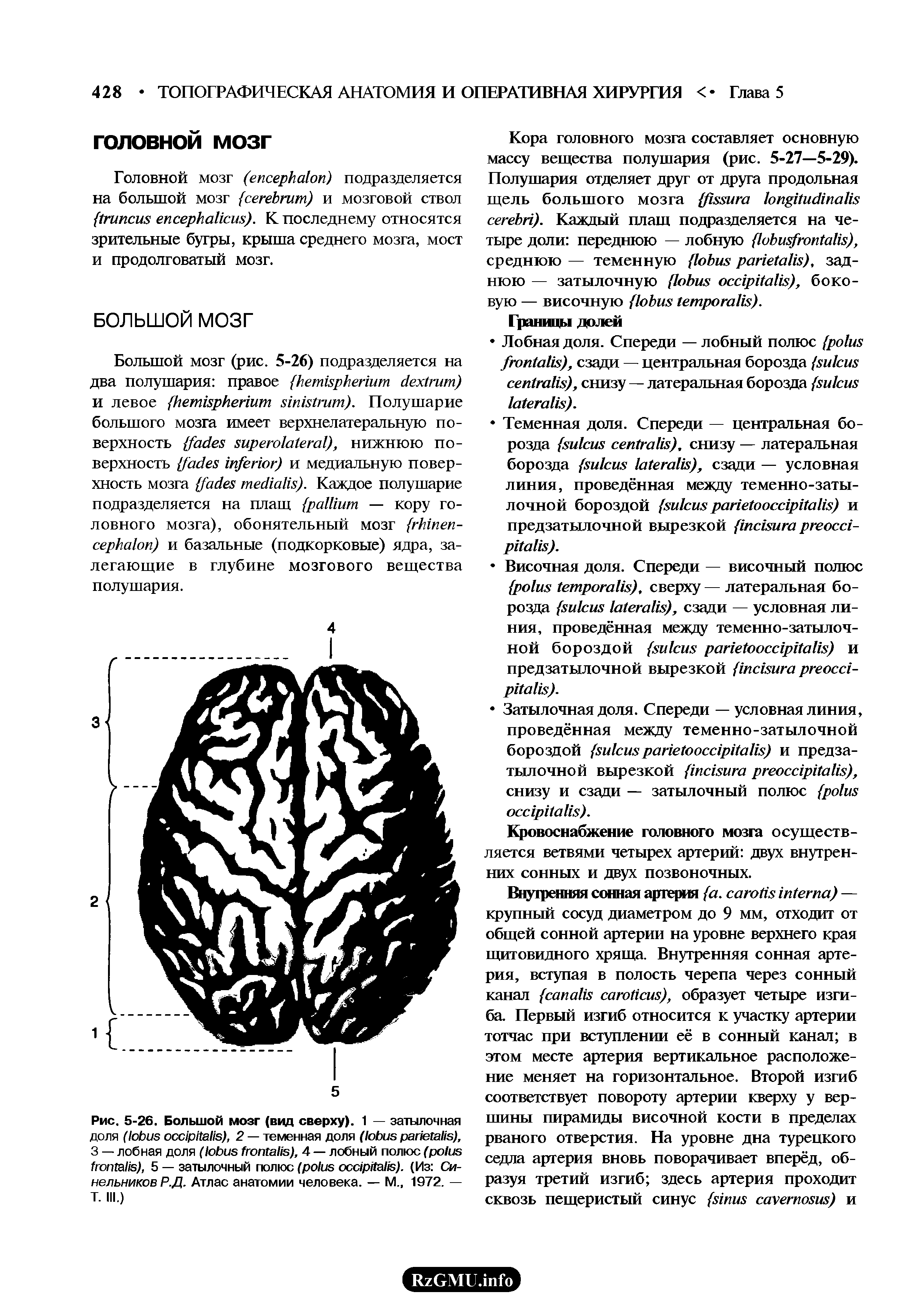 Рис. 5-26. Большой мозг (вид сверху). 1 — затылочная доля ( ), 2 — теменная доля ( ), 3 — лобная доля ( ), 4 — лобный полюс ( ), 5 — затылочный полюс ( ). (Из Синельников Р.Д. Атлас анатомии человека. — М 1972. — Т. III.)...