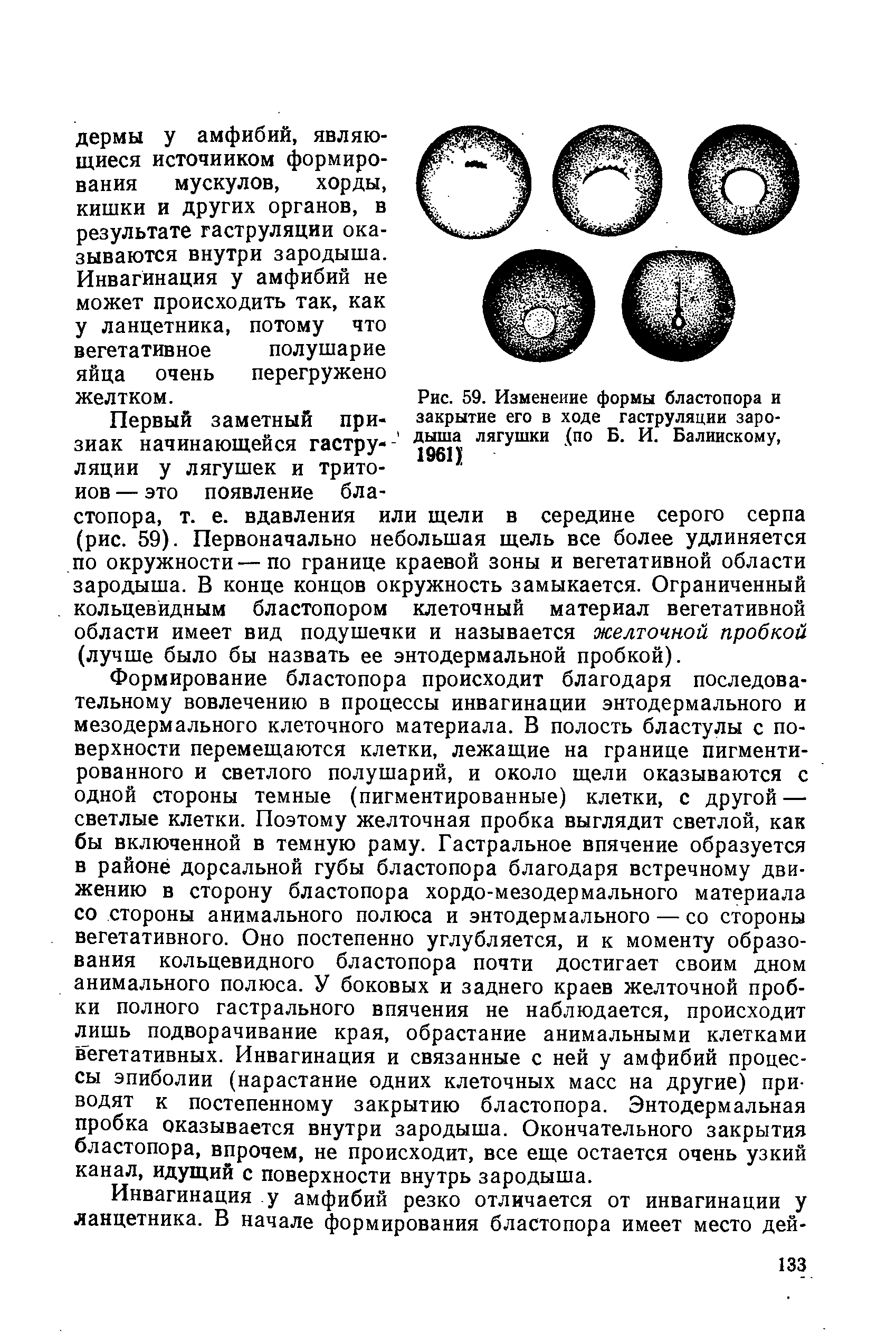 Рис. 59. Изменение формы бластопора и закрытие его в ходе гаструляции зародыша лягушки (по Б. И. Балийскому, 1961) ...