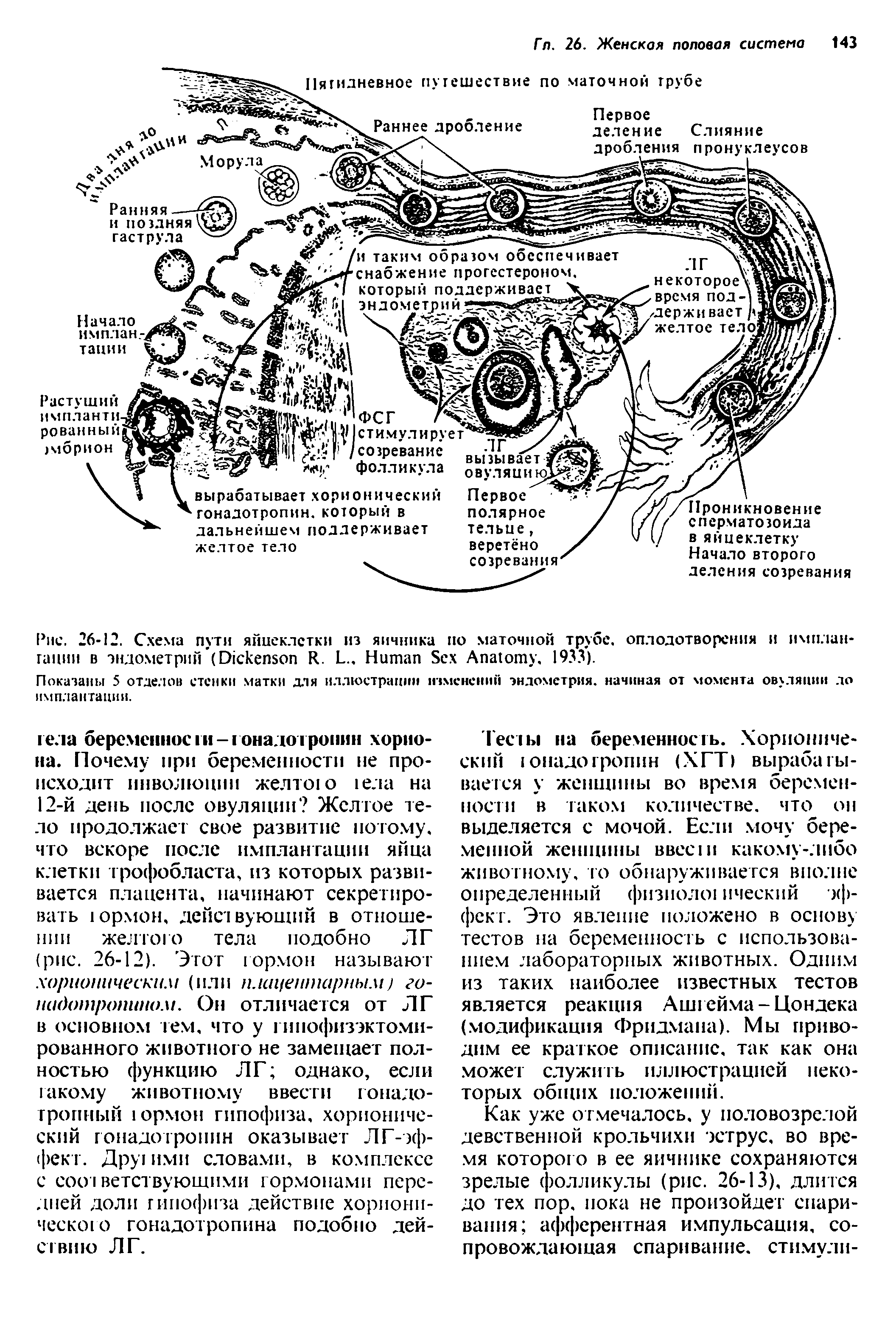 Рис. 26-12. Схема пути яйцеклетки из яичника по маточной трубе, оплодотворения и имплантации в эндометрий (D R. L.. H S A , 1933).