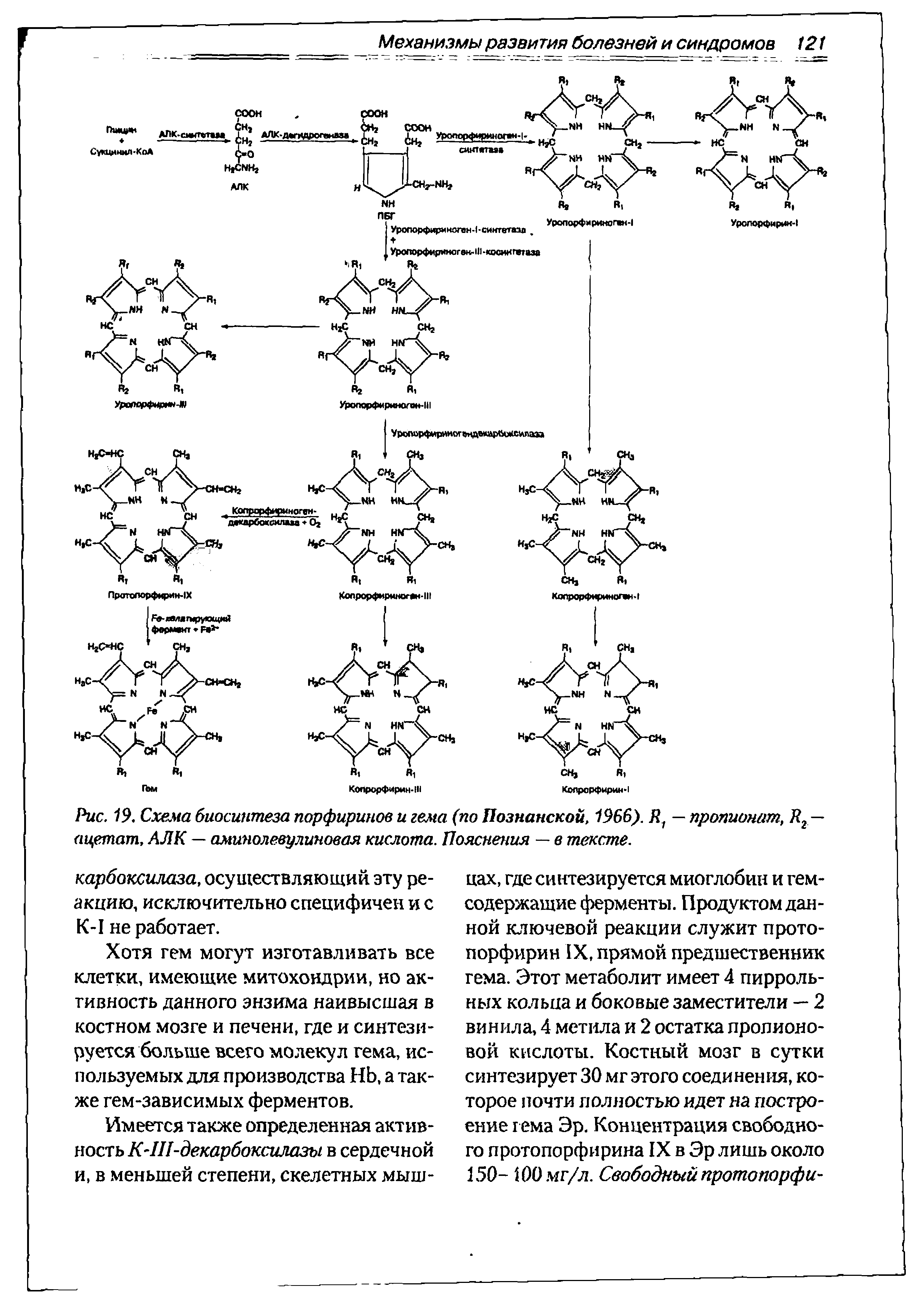 Рис. 19. Схема биосинтеза порфиринов и гема (по Познанской, 1966). Я1 — пропионат, Кг — ацетат, АЛК — аминолевулиновая кислота. Пояснения — в тексте.