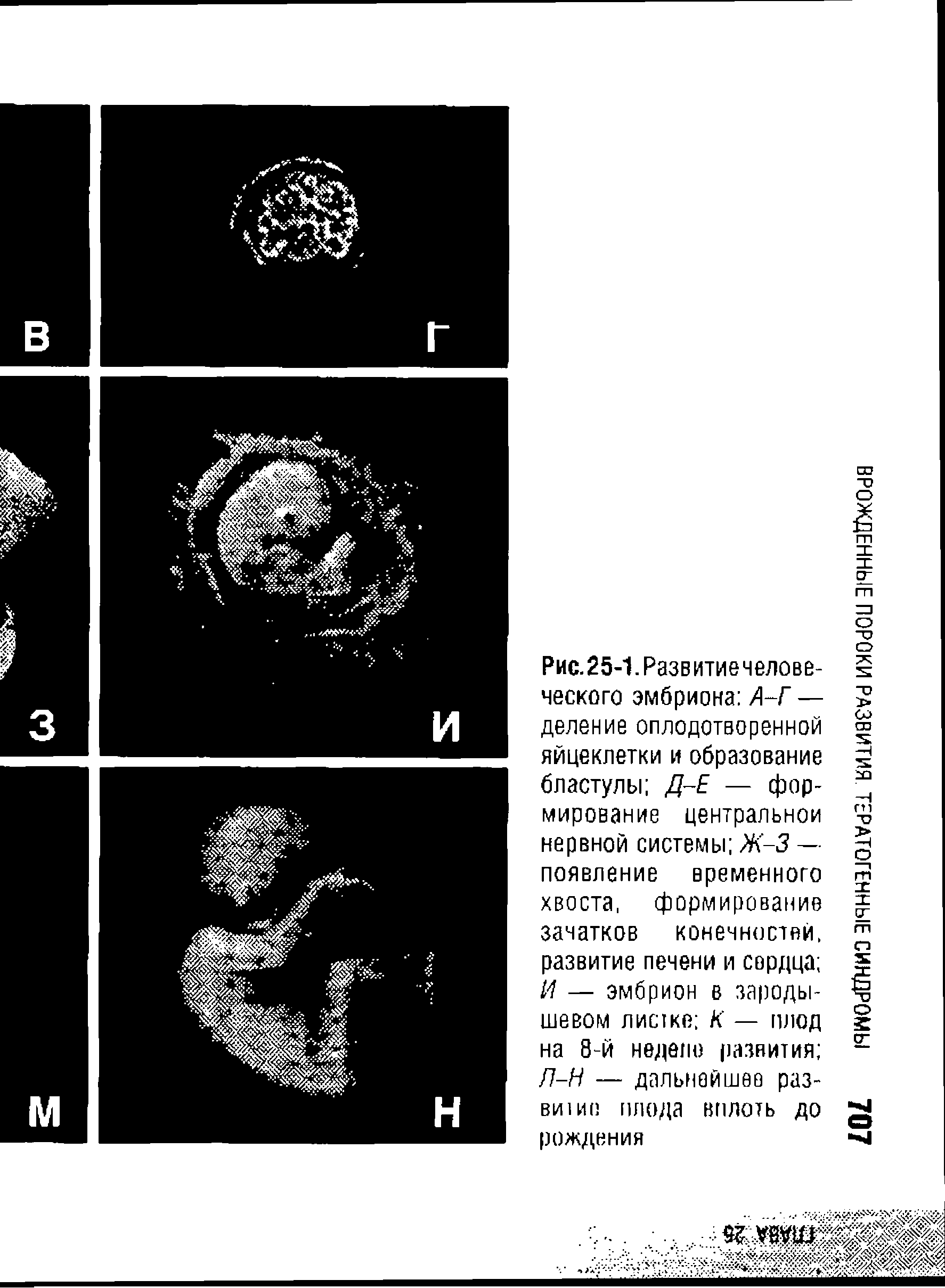 Рис.25-1. Развитиечелове-ческого эмбриона А-Г — деление оплодотворенной яйцеклетки и образование бластулы Д-Е — формирование центральной нервной системы Ж-3 — появление временного хвоста, формирование зачатков конечностей, развитие печени и сердца И — эмбрион в зародышевом лишке К — плод на 8-й неделе развития /7-/7 — дальнейшее развито плода вплоть до рождения...