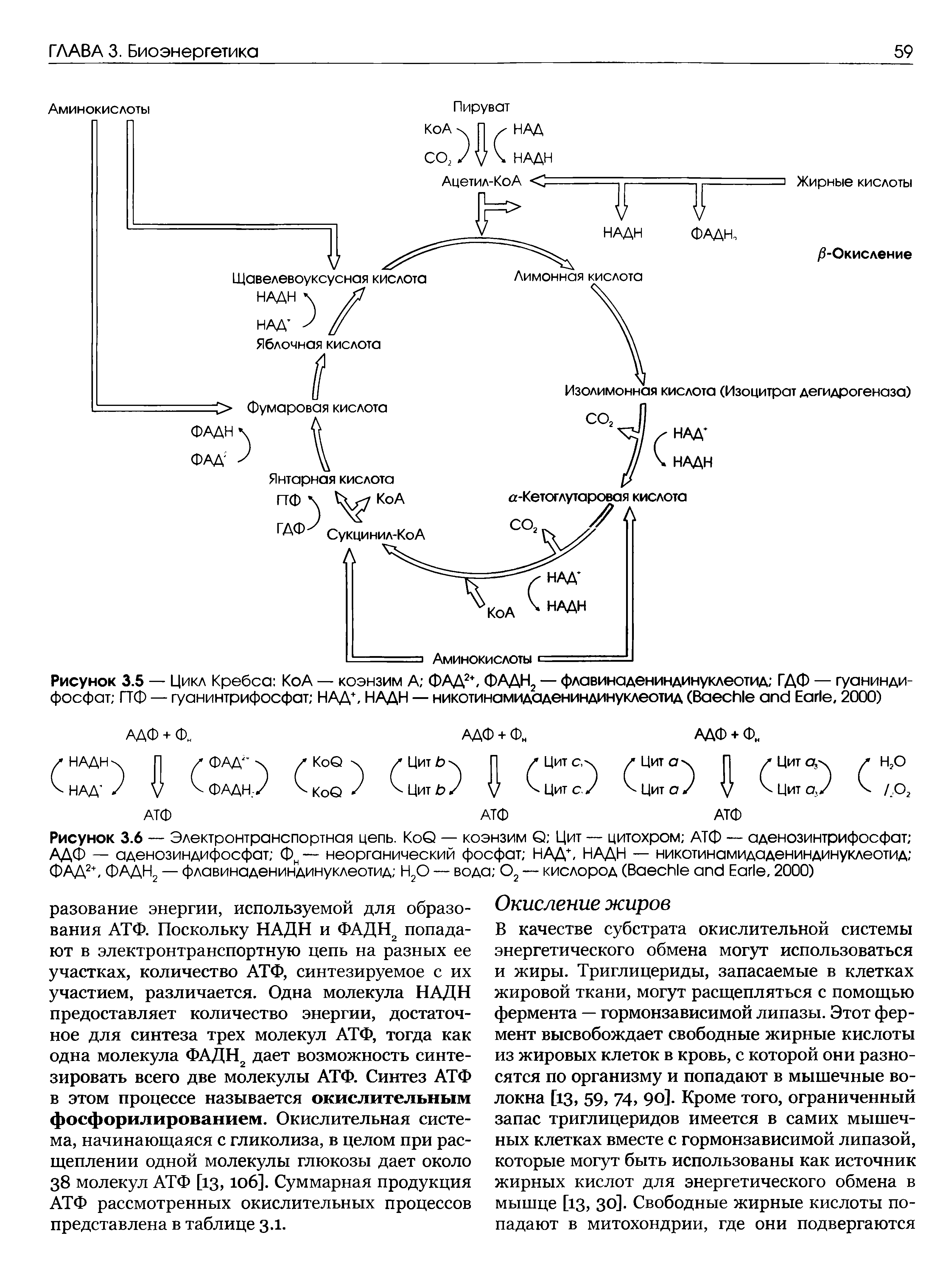 Рисунок 3.5 — Цикл Кребса КоА — коэнзим А ФАД2+, ФАДН2 — флавинадениндинуклеотид ГДФ — гуаниндифосфат ГТФ — гуанинтрифосфат НАД+, НАДН — никотинамидадениндинуклеотид (B E , 2000)...