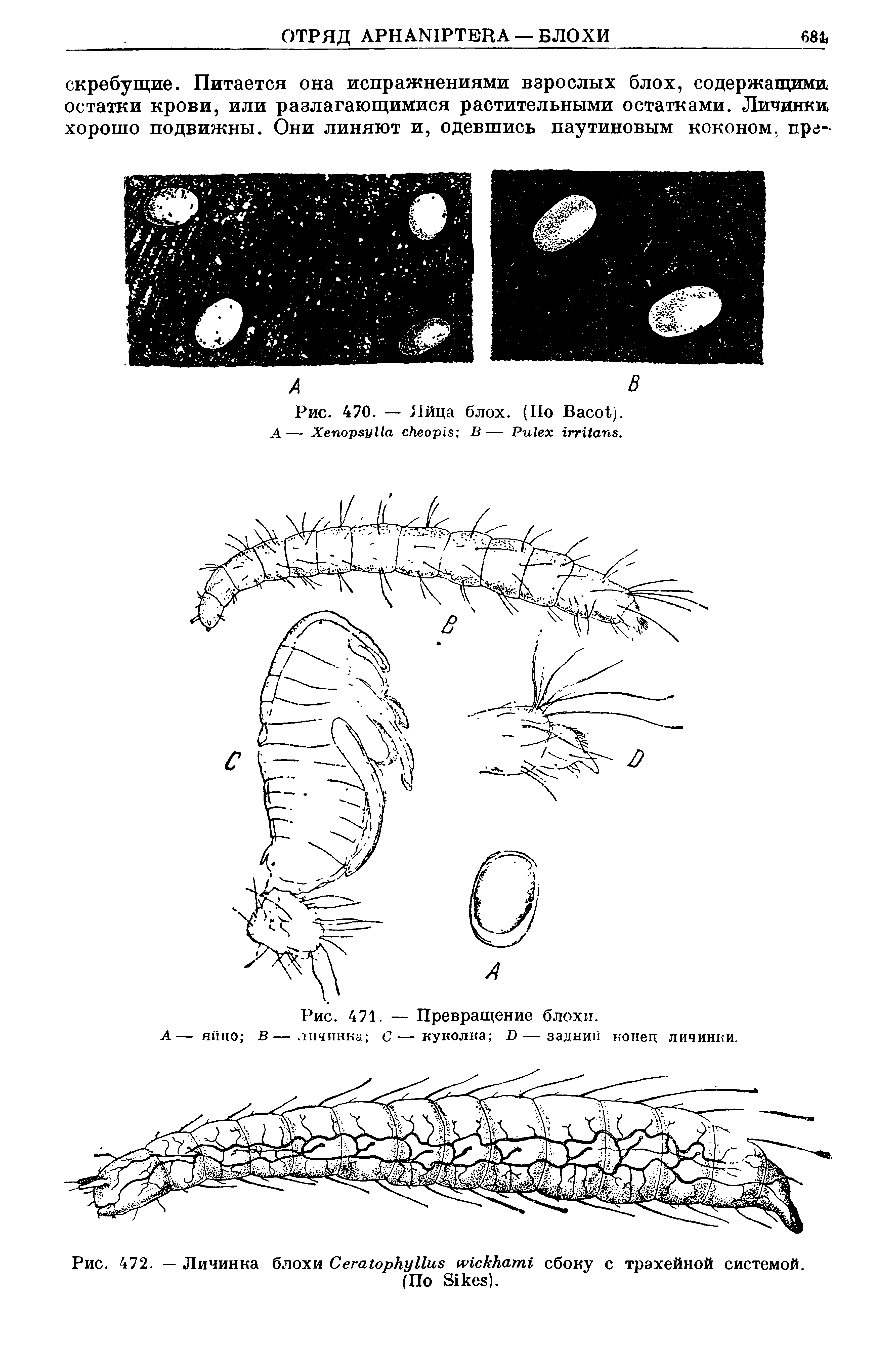 Рис. 472. — Личинка блохи C сбоку с трахейной системой. (По S ).