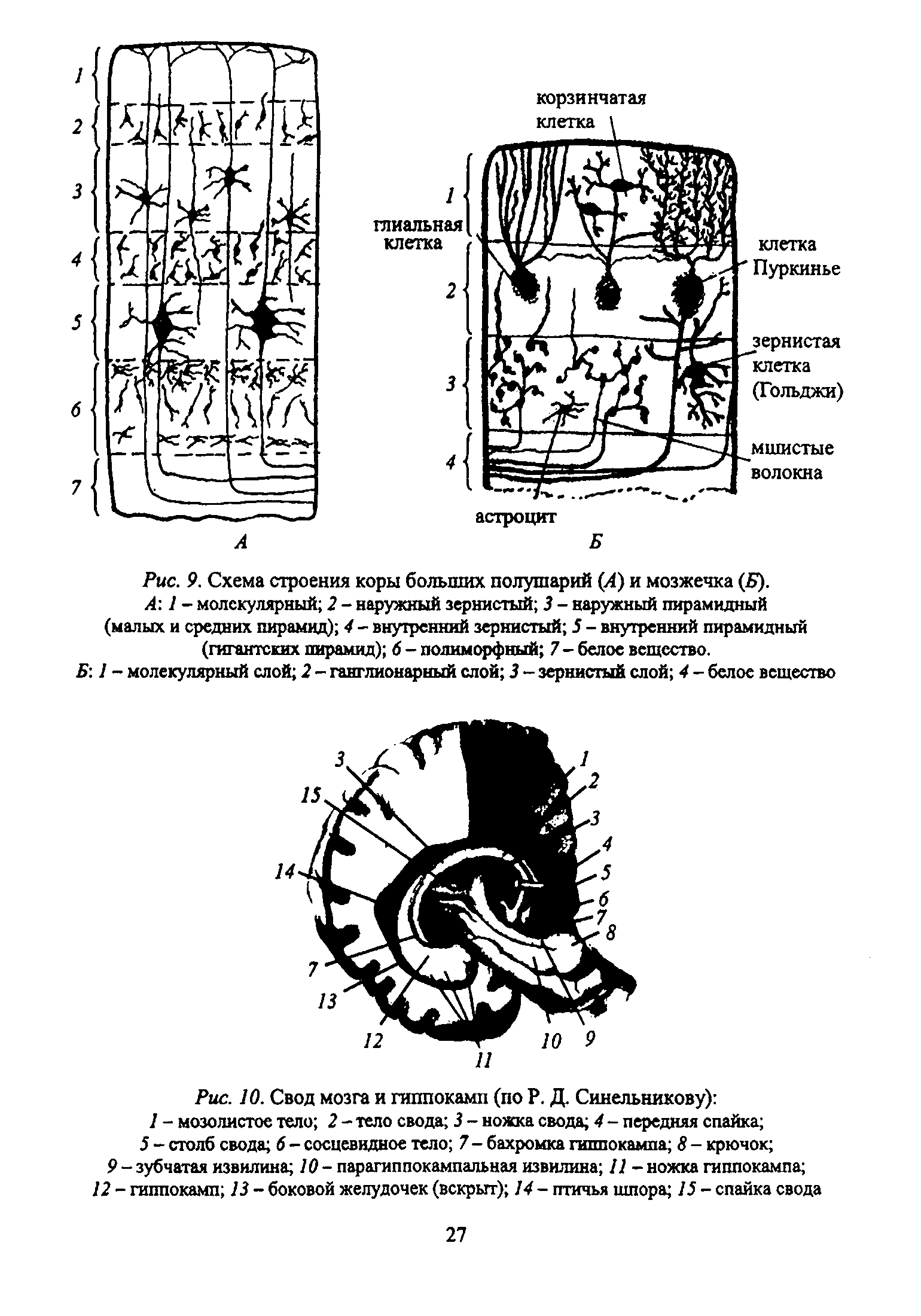 Рис. 9. Схема строения коры больших полушарий (А) и мозжечка (5).