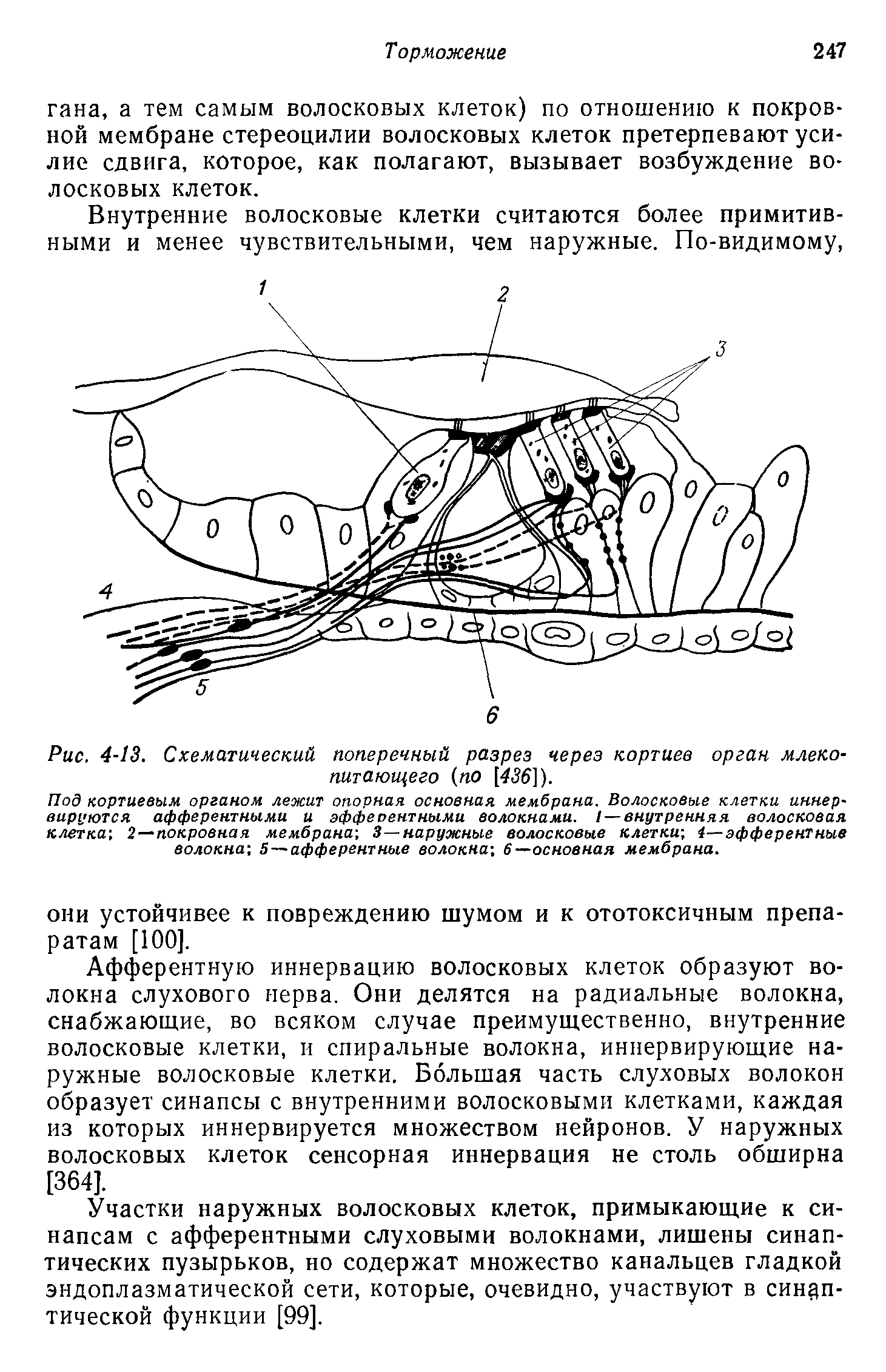 Рис. 4-13. Схематический поперечный разрез через кортиев орган млекопитающего (по [456]).