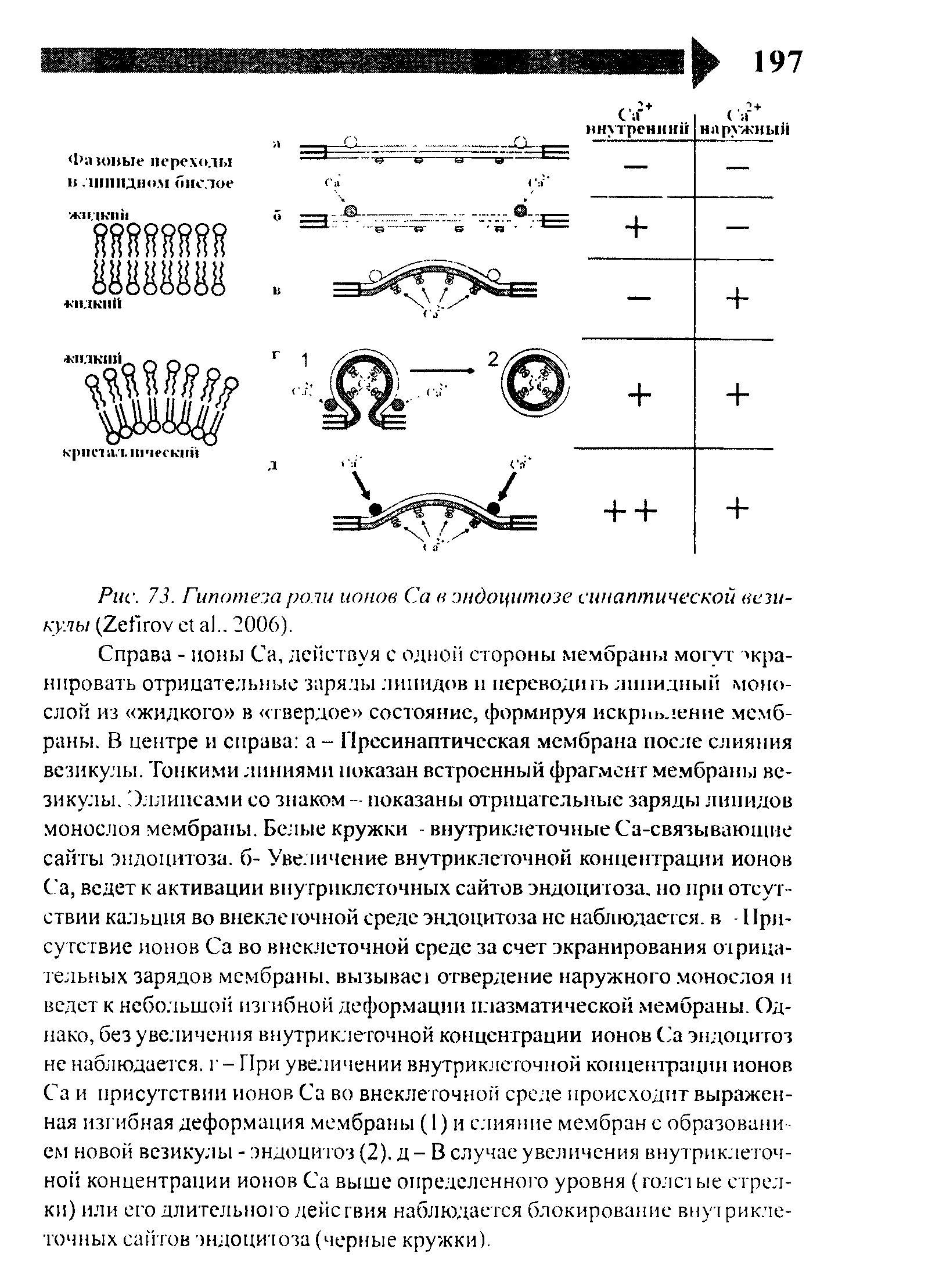 Рис. 73. Гипотеза роли ионов Са в эндоцитозе синаптической везикулы (Z .. 2006).