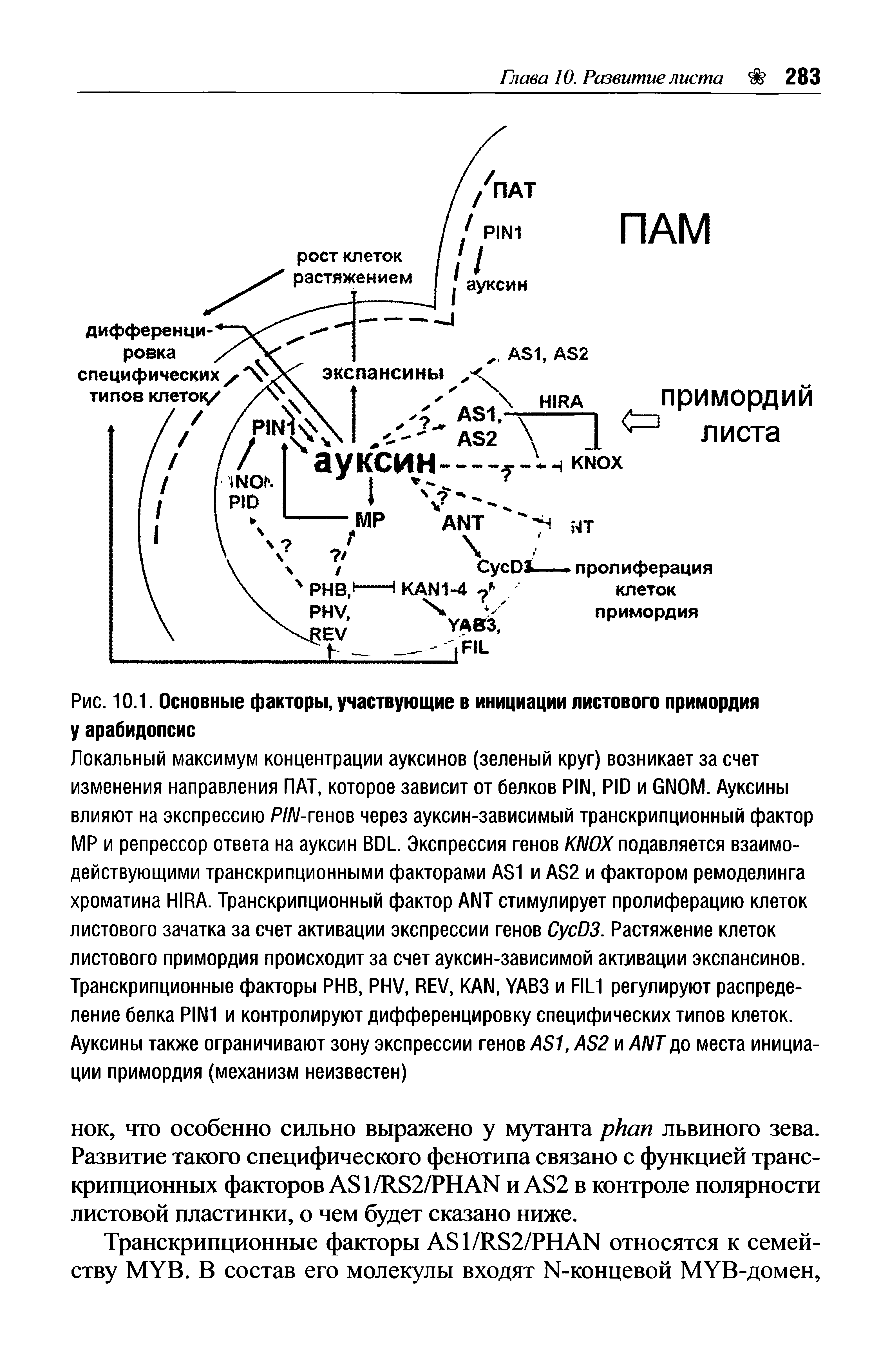 Рис. 10.1. Основные факторы, участвующие в инициации листового примордия у арабидопсис...