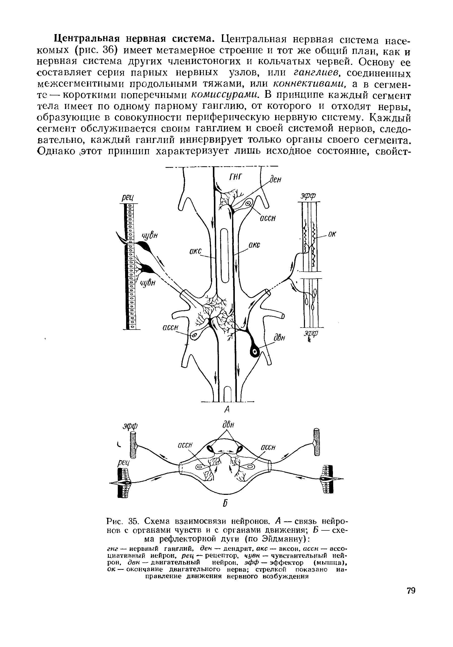 Рис. 35. Схема взаимосвязи нейронов. А — связь нейронов с органами чувств и с органами движения Б — схема рефлекторной дуги (по Эйдманну) ...