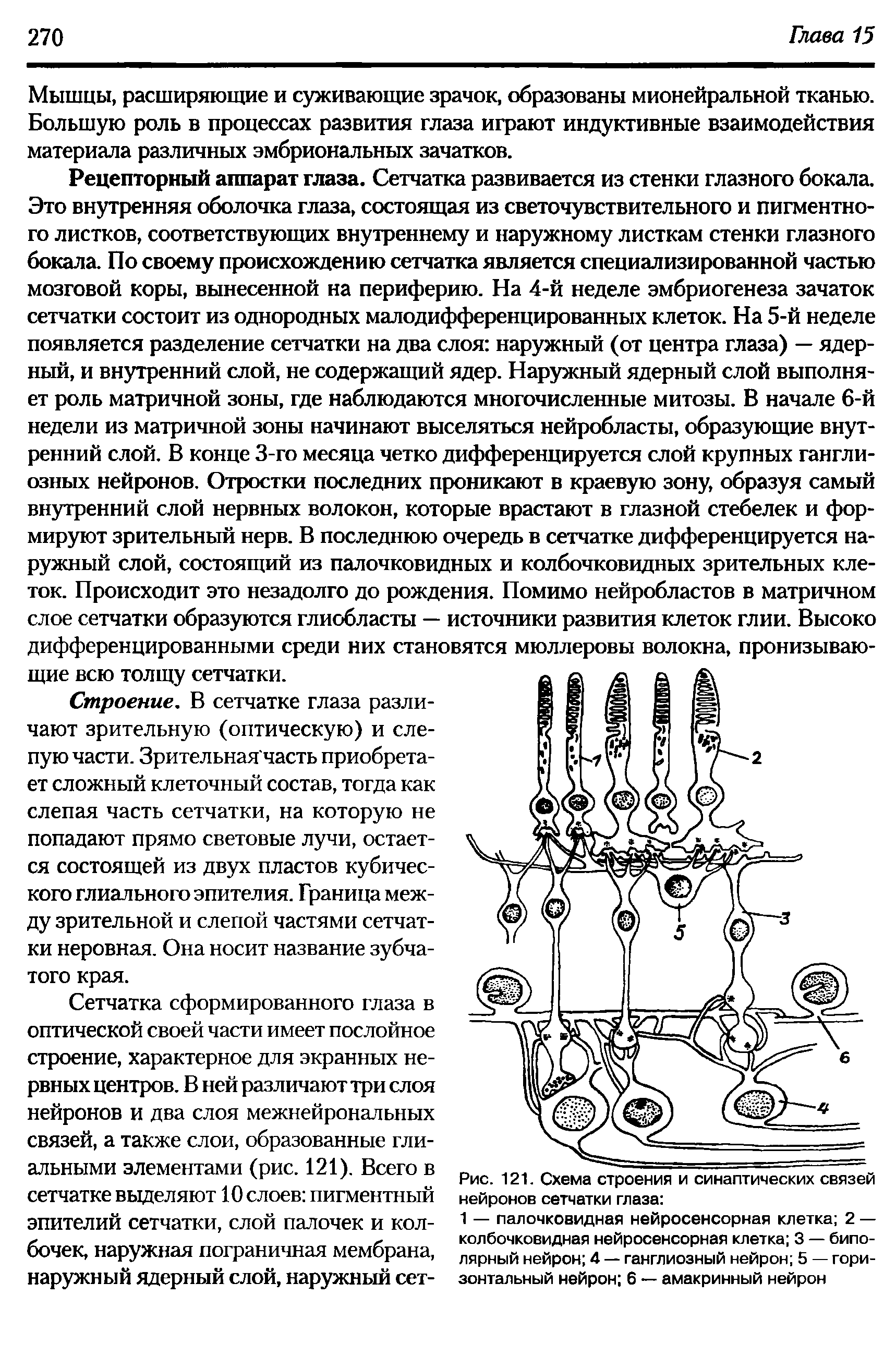 Рис. 121. Схема строения и синаптических связей нейронов сетчатки глаза ...