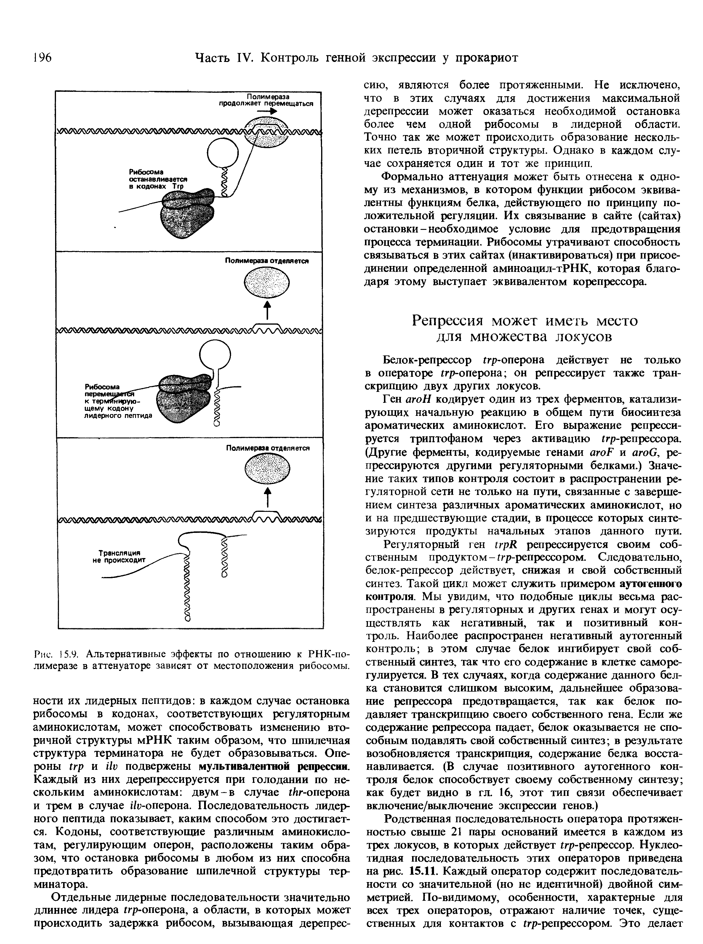 Рис. 15.9. Альтернативные эффекты по отношению к РНК-по-лимеразе в аттенуаторе зависят от местоположения рибосомы.