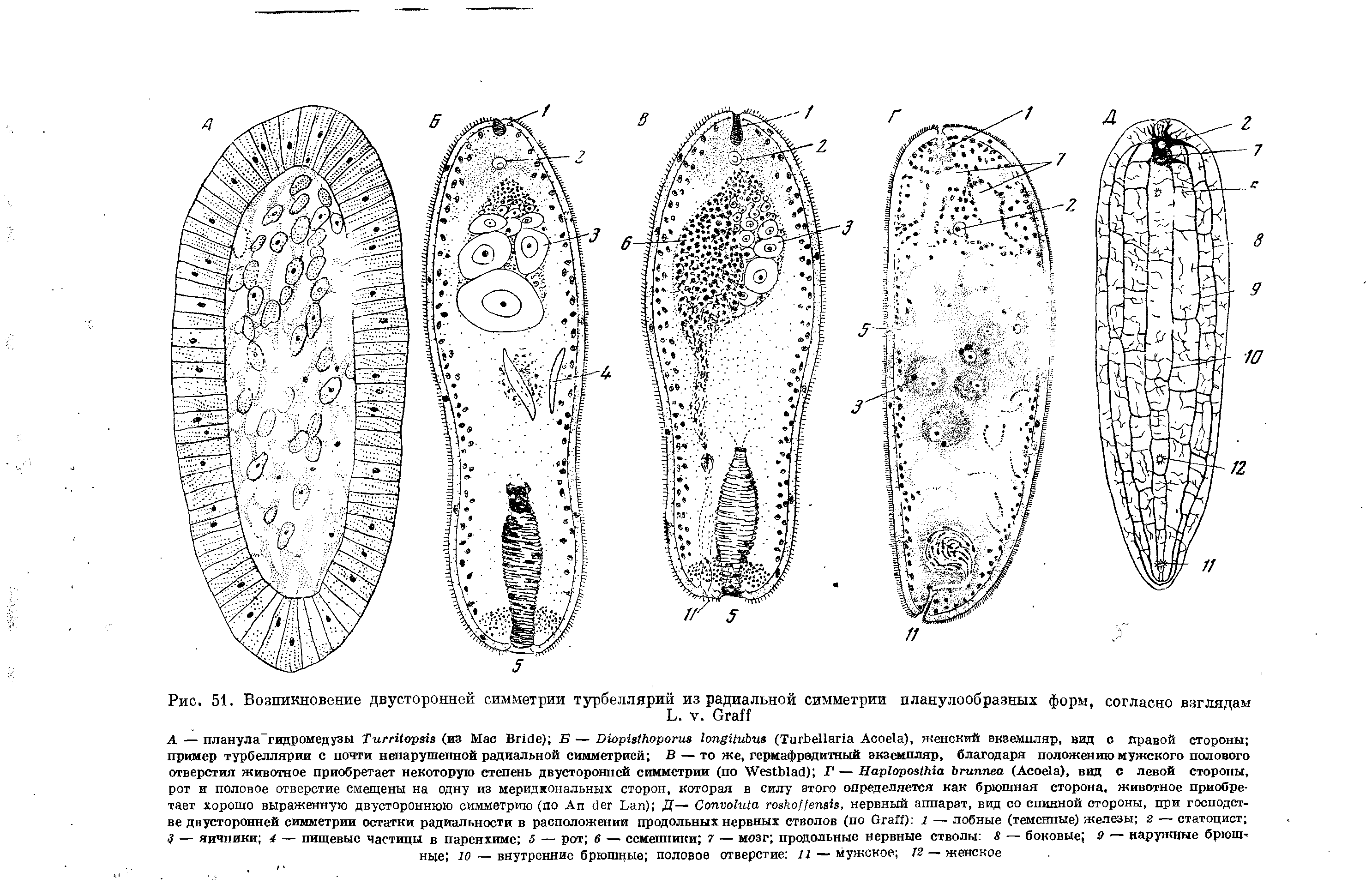 Рис. 51. Возникновение двусторонней симметрии турбеллярий из радиальной симметрии планупообразных форм, согласно взглядам L. V. G ...