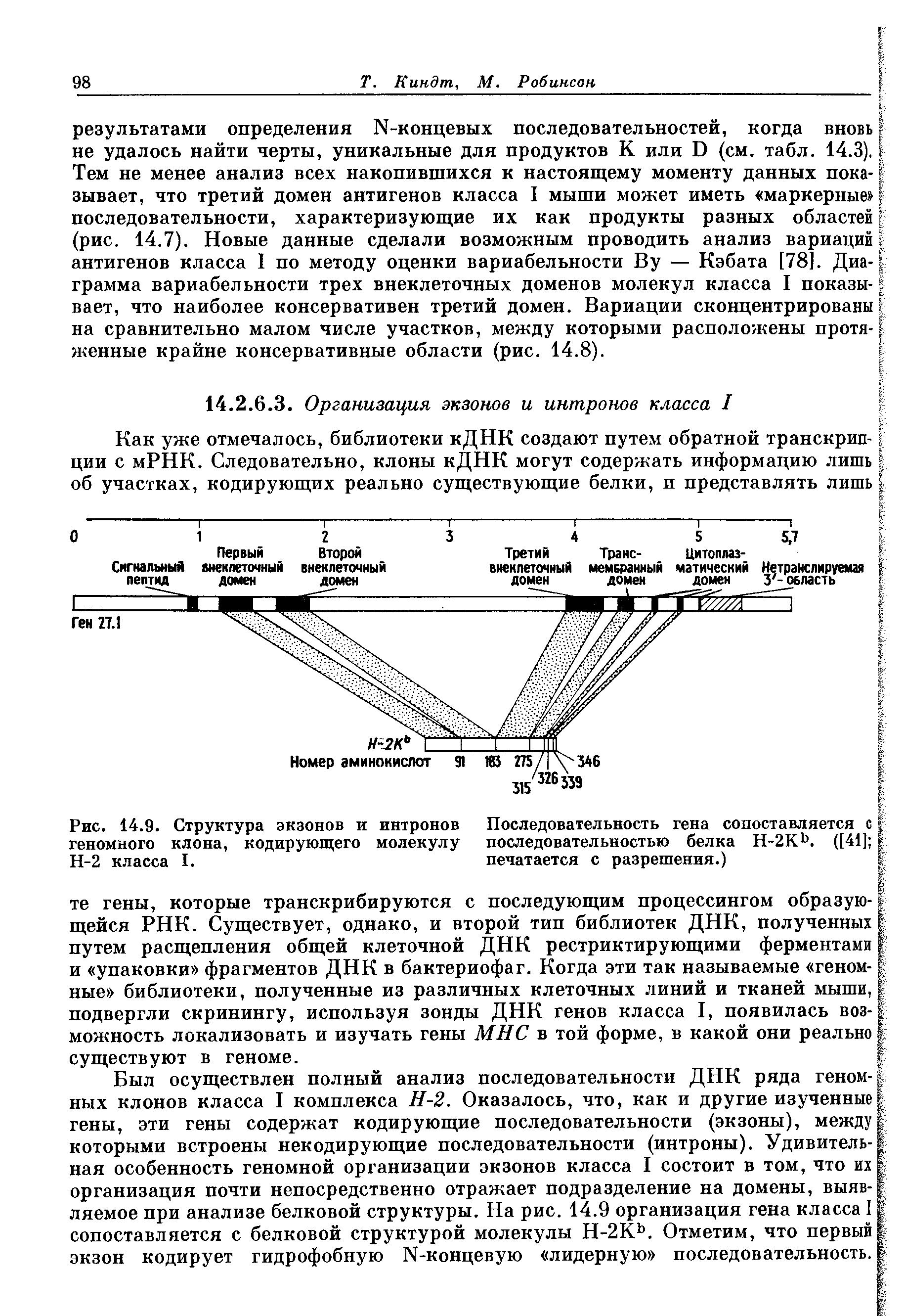 Рис. 14.9. Структура экзонов и интронов геномного клона, кодирующего молекулу Н-2 класса I.