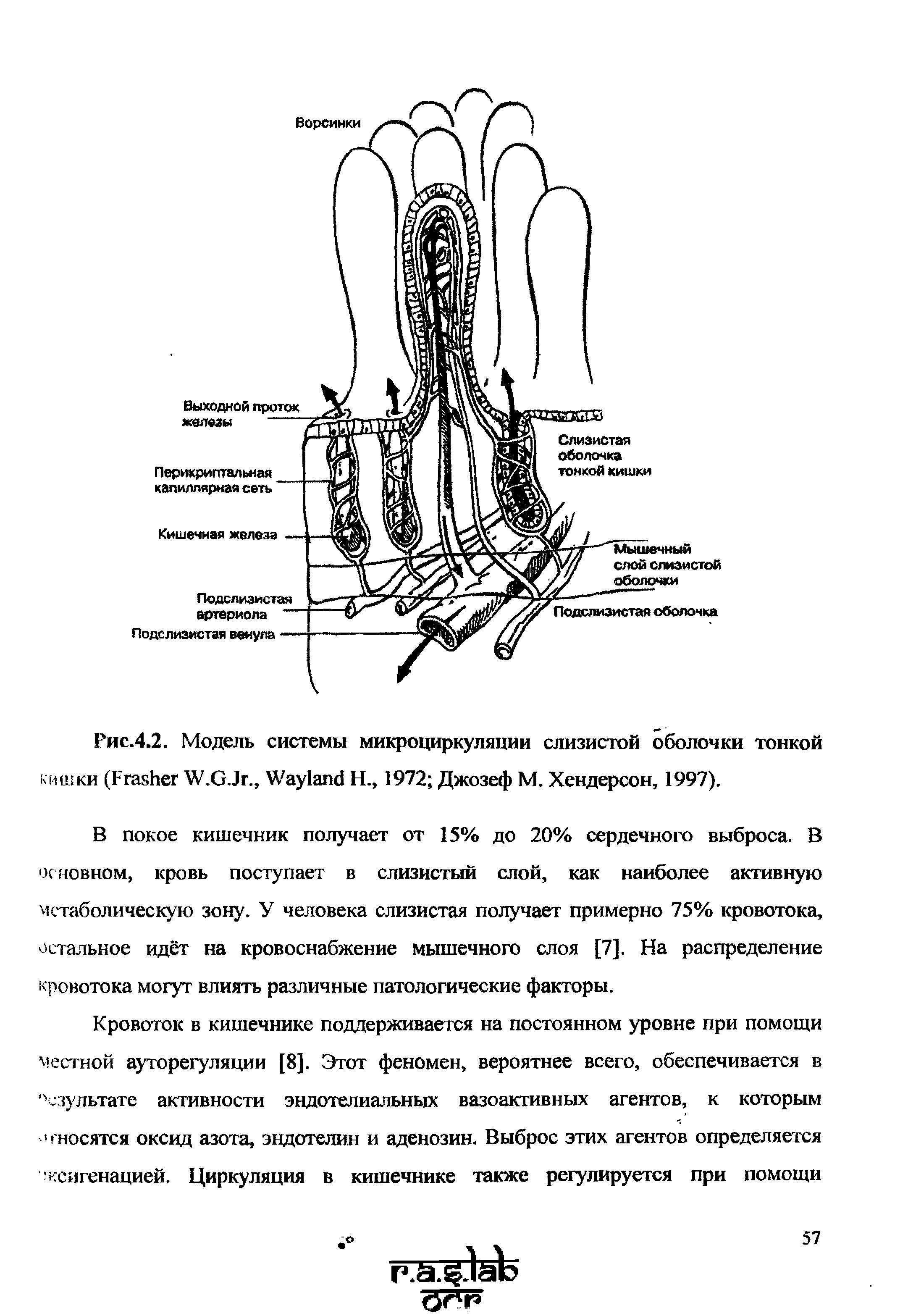 Рис.4.2. Модель системы микроциркуляции слизистой оболочки тонкой кишки (F W.G.J ., W Н., 1972 Джозеф М. Хендерсон, 1997).