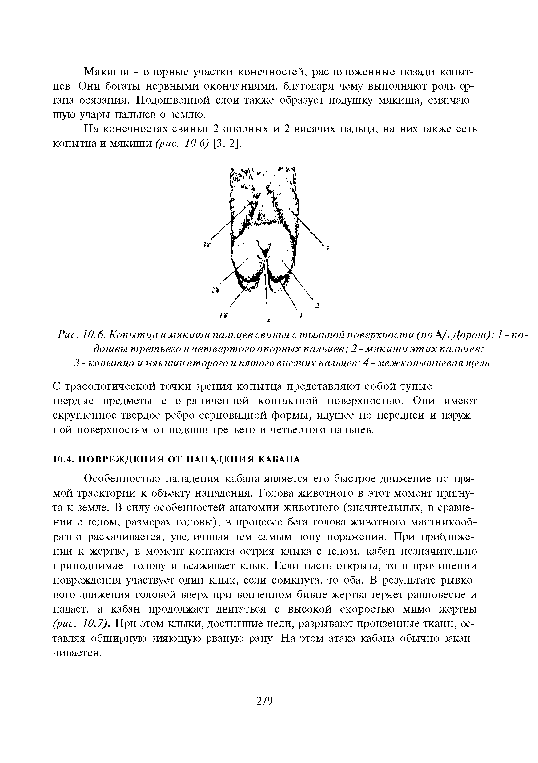 Рис. 10.6. Копытца и мякиши пальцев свиньи с тыльной поверхности (по К/. Дороги) 1 -подошвы третьего и четвертого опорных пальцев 2 - мякиши этих пальцев ...