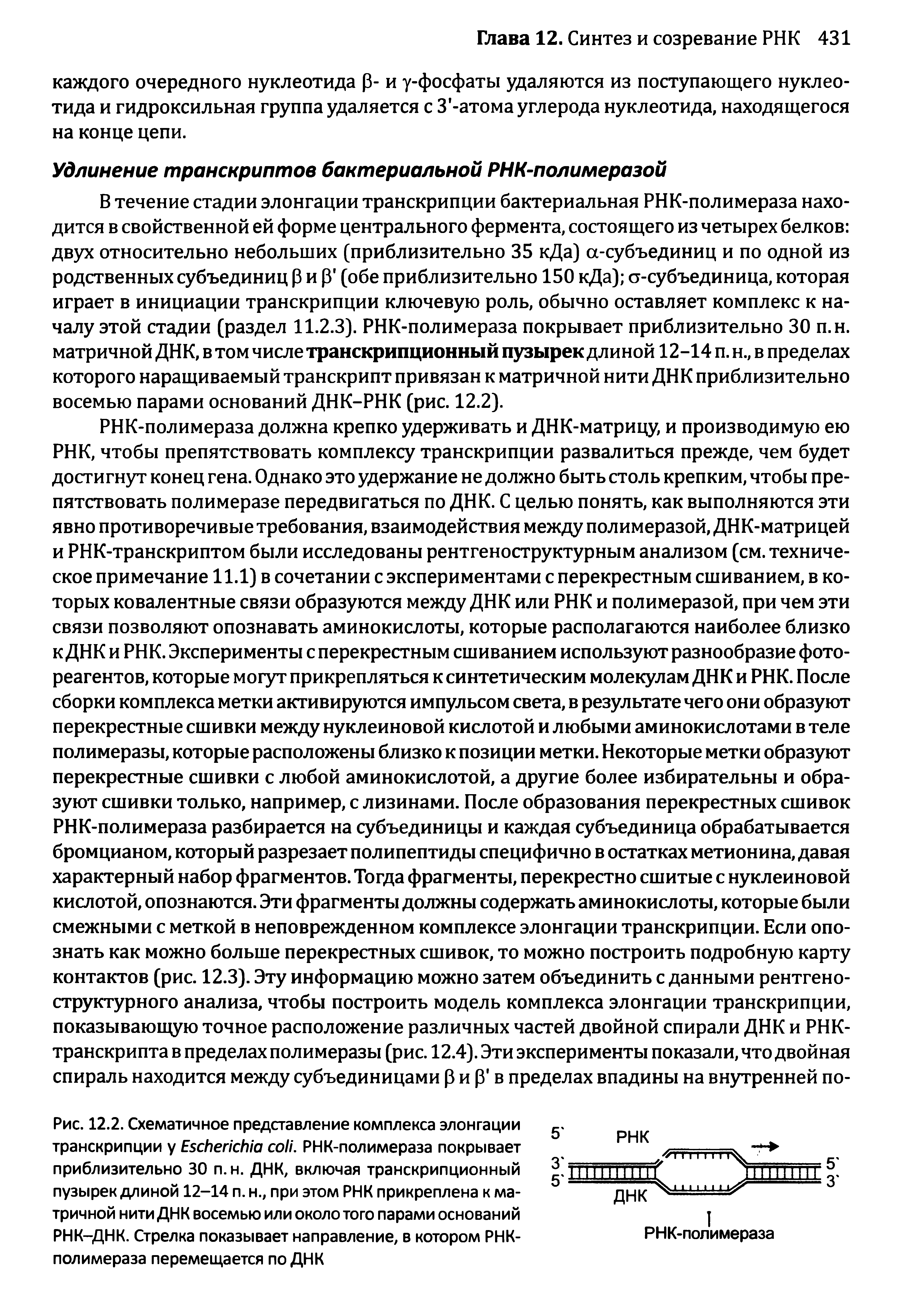 Рис. 12.2. Схематичное представление комплекса элонгации транскрипции у E . РНК-полимераза покрывает приблизительно 30 п.н. ДНК, включая транскрипционный пузырек длиной 12-14 п. н., при этом РНК прикреплена к матричной нити ДНК восемью или около того парами оснований РНК-ДНК. Стрелка показывает направление, в котором РНК-полимераза перемещается по ДНК...