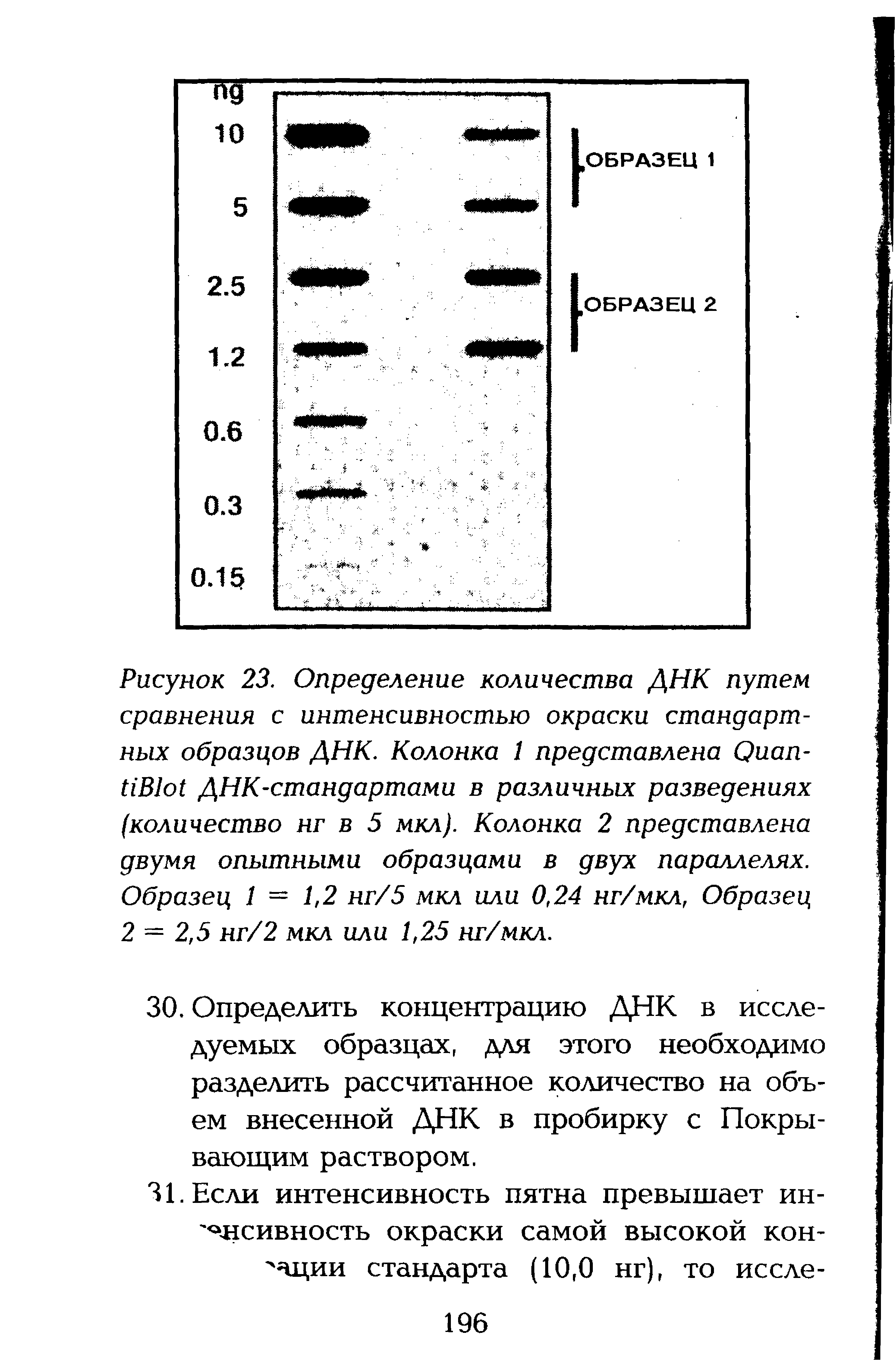 Рисунок 23. Определение количества ДНК путем сравнения с интенсивностью окраски стандартных образцов ДНК. Колонка 1 представлена Оиап-ПВ1о1 ДНК-стандартами в различных разведениях (количество нг в 5 мкл). Колонка 2 представлена двумя опытными образцами в двух параллелях. Образец 1 = 1,2 нг/5 мкл или 0,24 нг/мкл, Образец 2 = 2,5 нг/2 мкл или 1,25 нг/мкл.