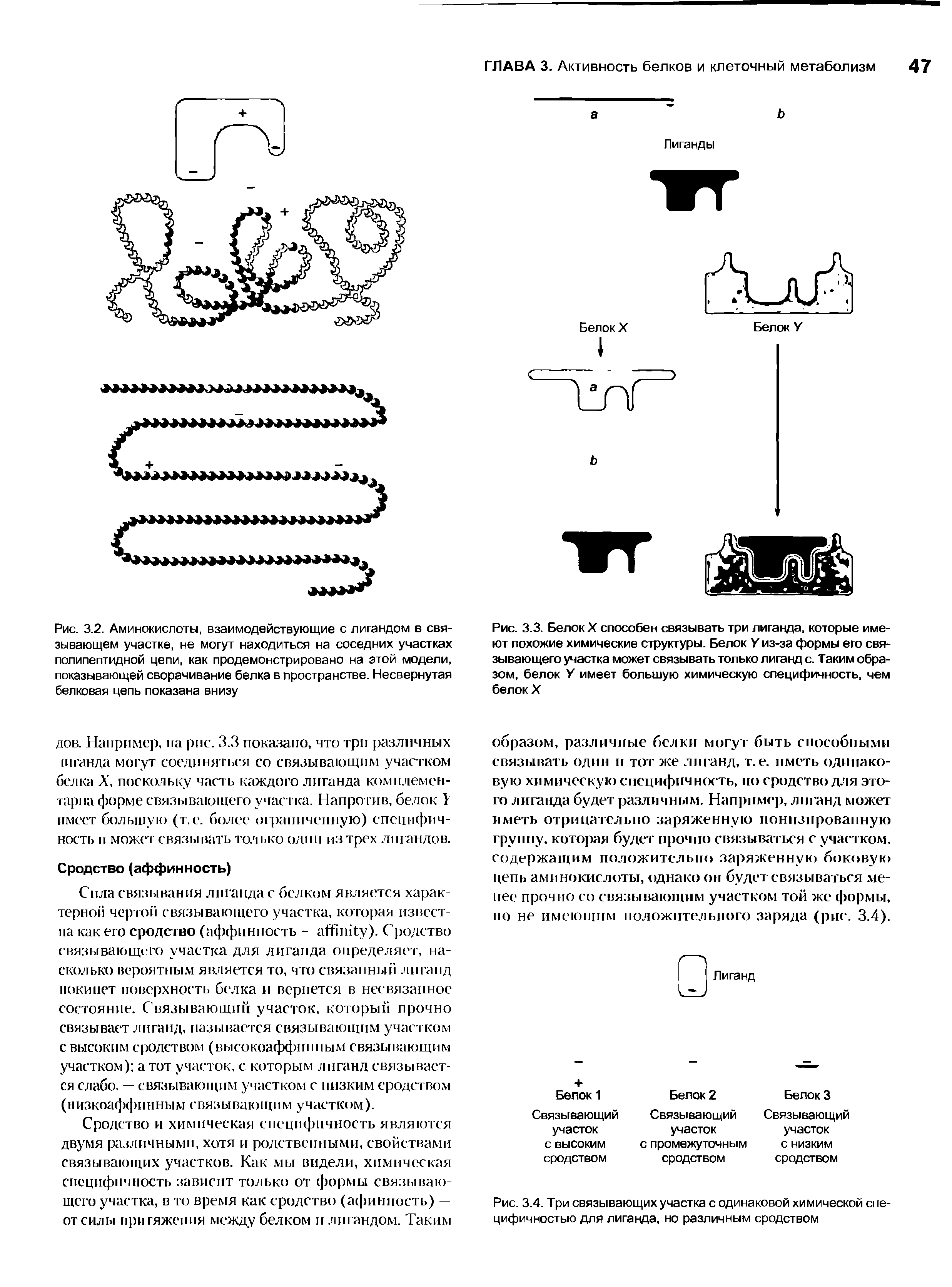 Рис. 3.3. Белок X способен связывать три лиганда, которые имеют похожие химические структуры. Белок У из-за формы его связывающего участка может связывать только лиганд с. Таким образом, белок У имеет большую химическую специфичность, чем белок X...