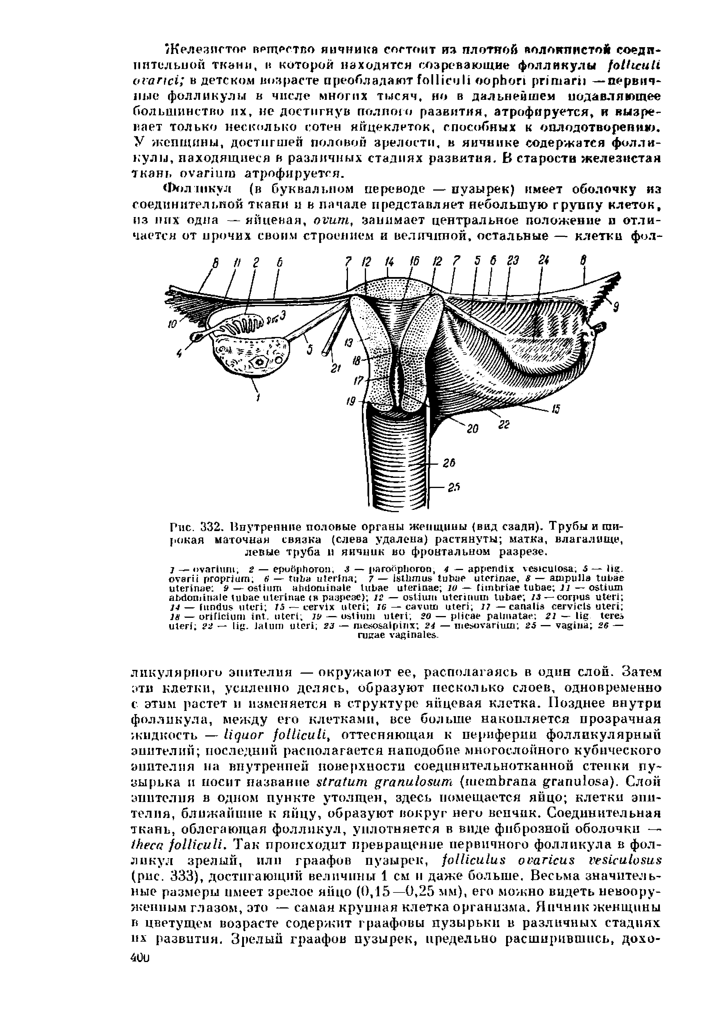 Рис. 332. Внутренние половые органы женщины (вид сзади). Трубы и широкая маточная связка (слева удалена) растянуты матка, влагалище, левые труба в яичник во фронтальном разрезе,...